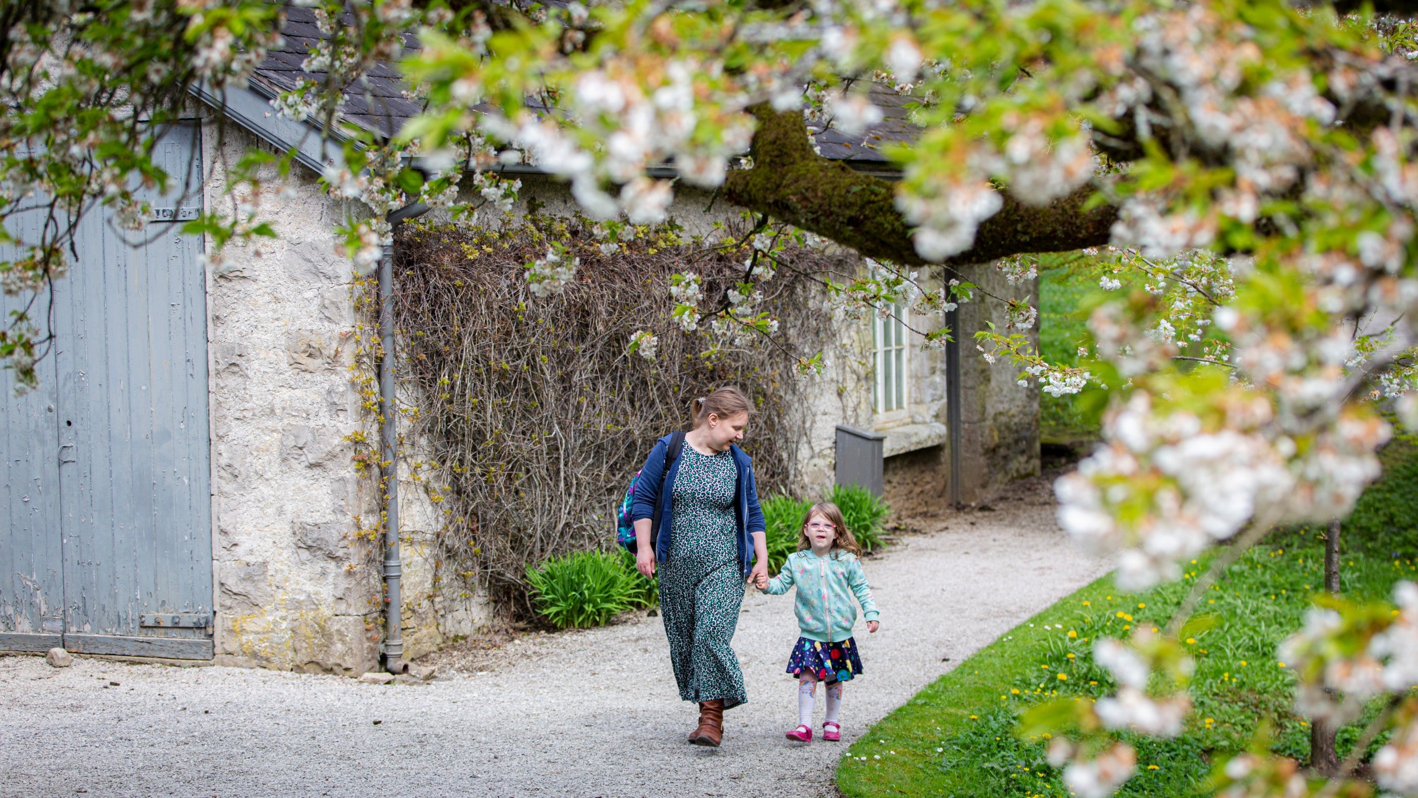 Family walking under blossom tree in Spring at Sizergh Castle, Cumbria