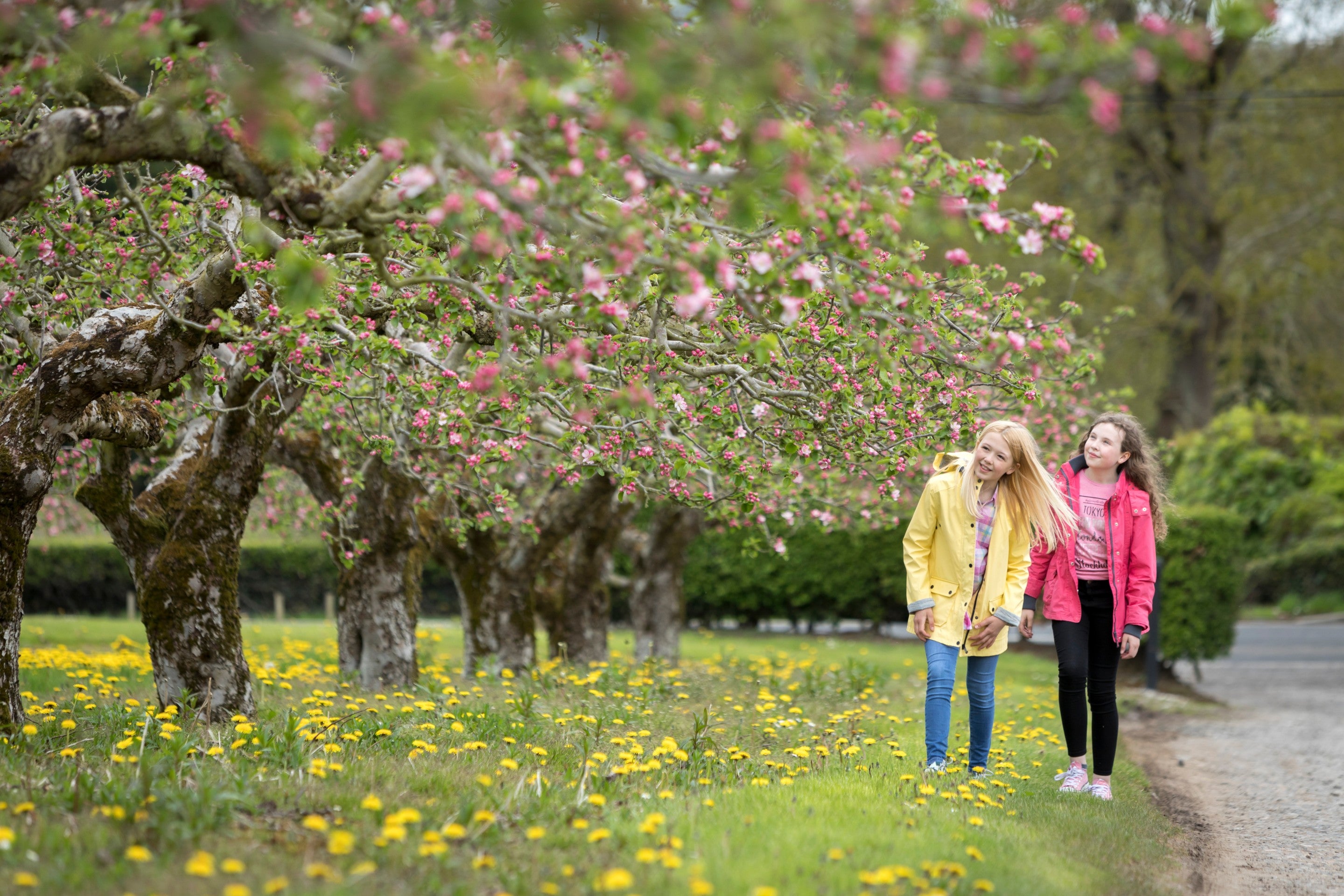 Blossom Weekend at Ardress House, County Armagh, Northern Ireland.jpg