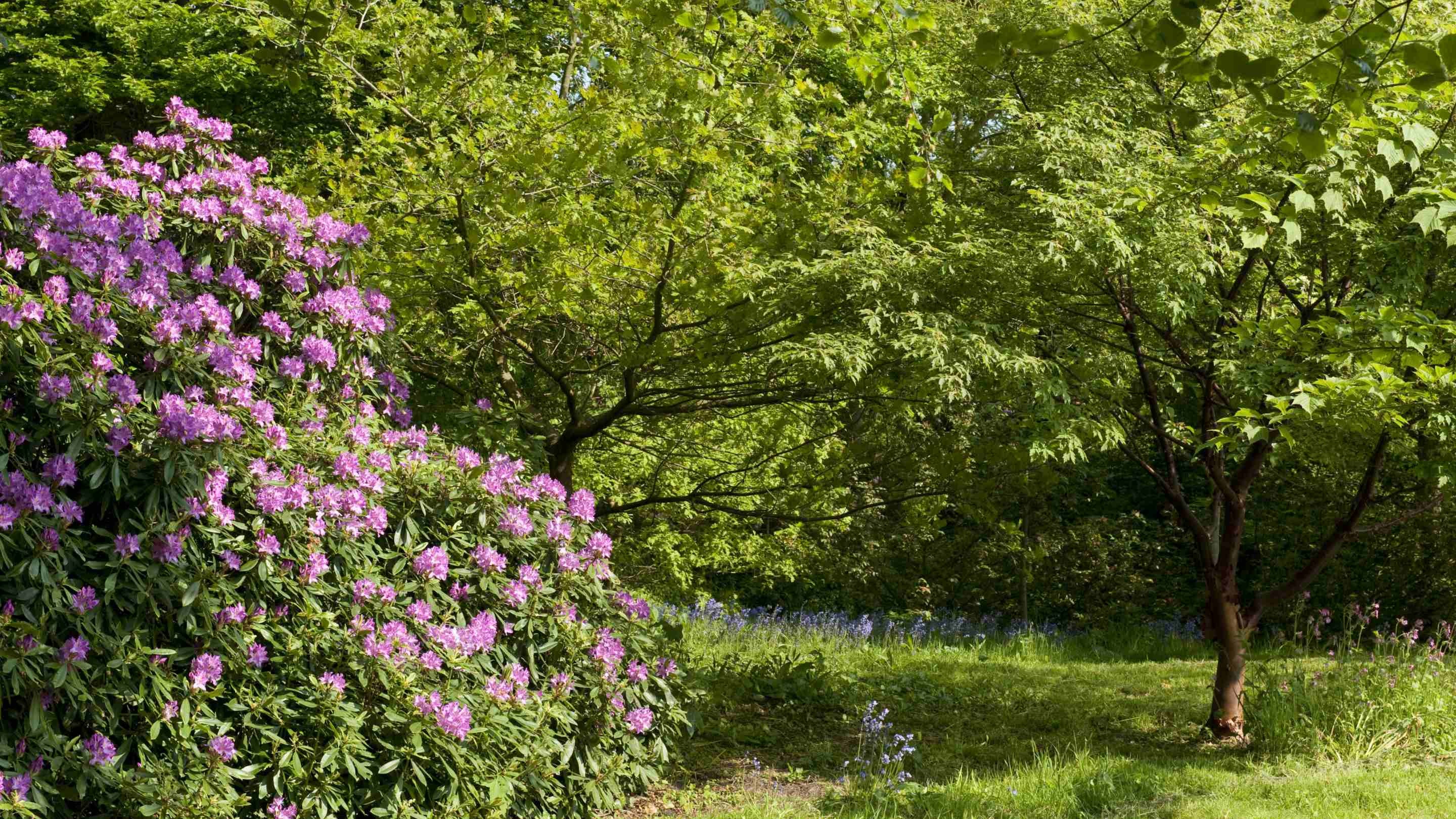 Rhododendrons in spring in the garden at Speke Hall, Liverpool