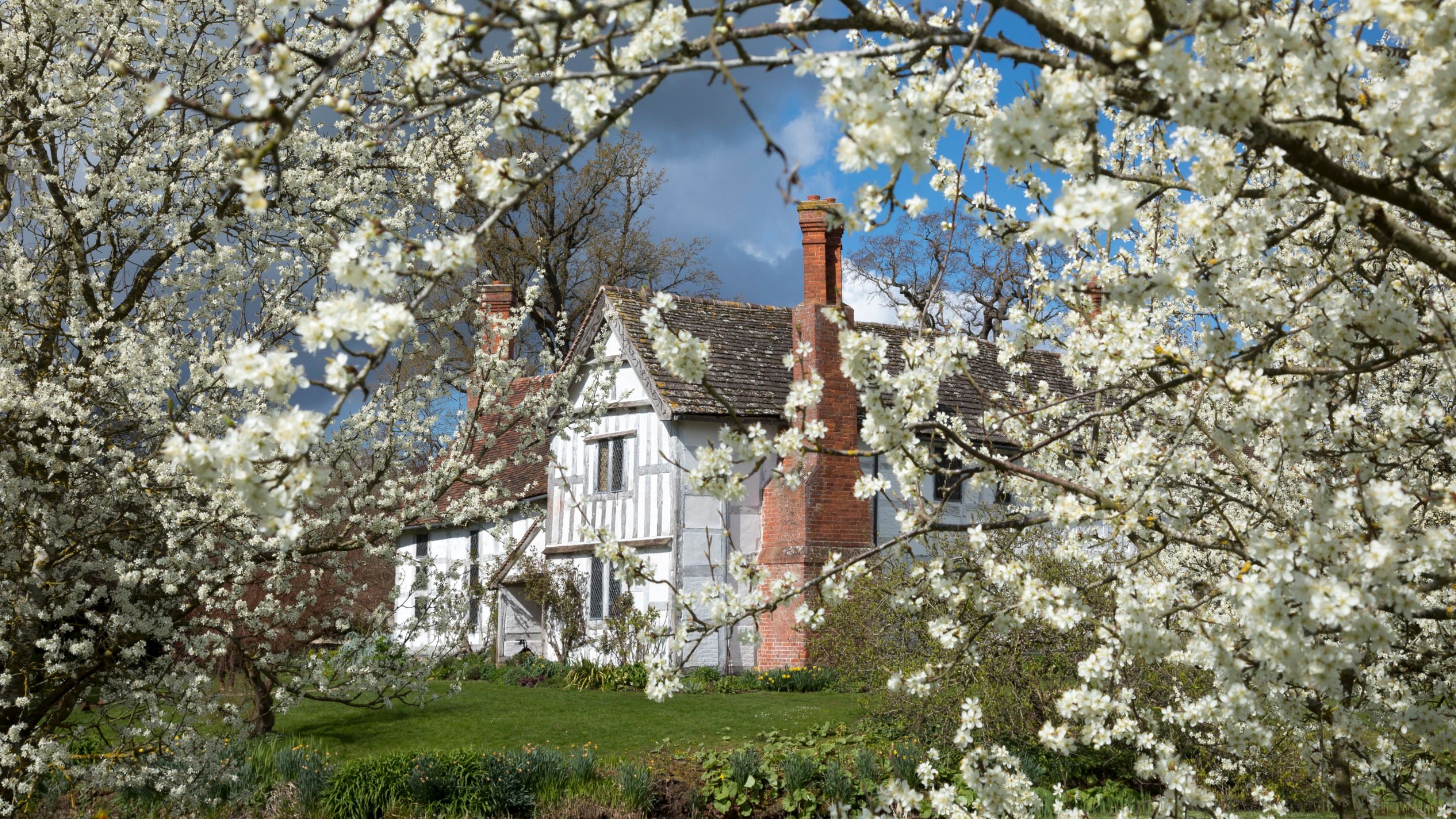 The medieval manor and Damson trees in blossom at Brockhampton Estate, Herefordshire