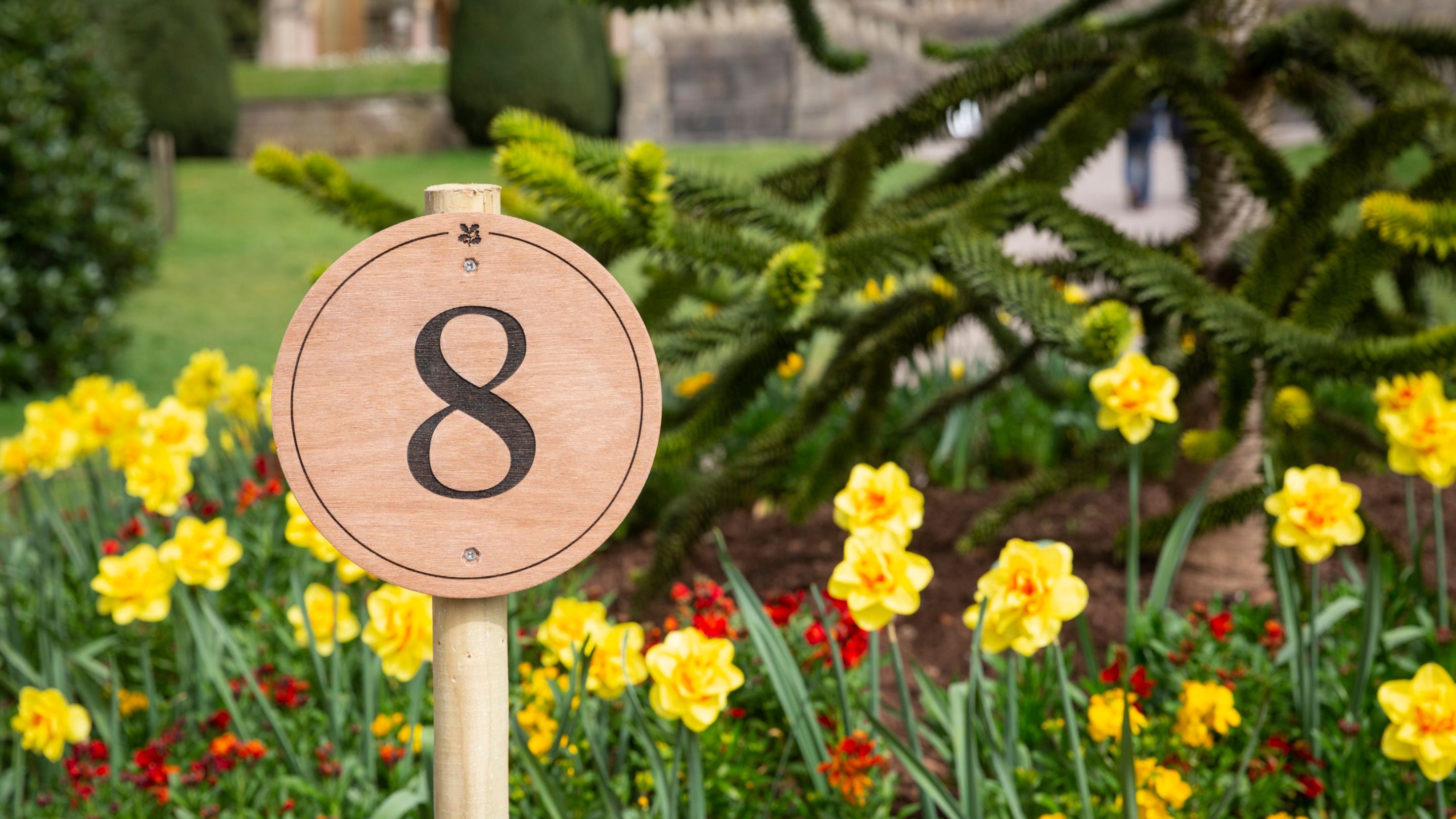 Sign showing the number eight in daffodils on Easter trail at Tyntesfield, Somerset
