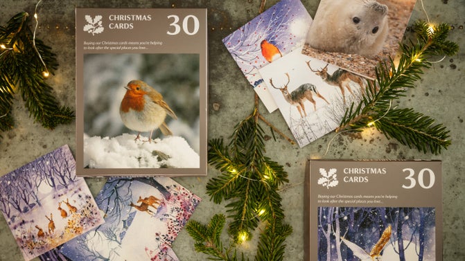 Packs of Christmas cards from AW 2024, with images of a robin, rabbits and deer