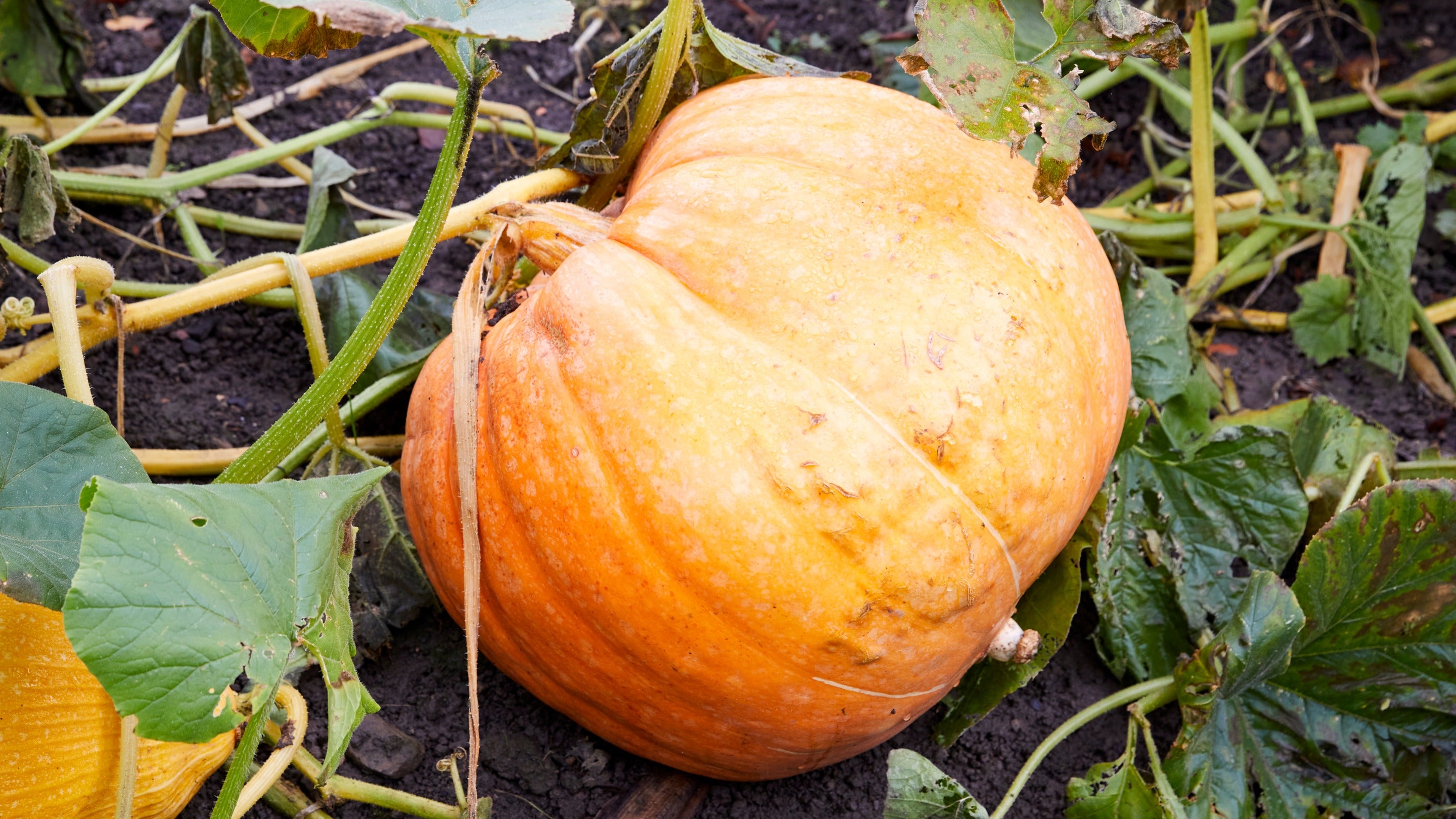 Pumpkin in the Walled Garden at Nostell Priory, West Yorkshire
