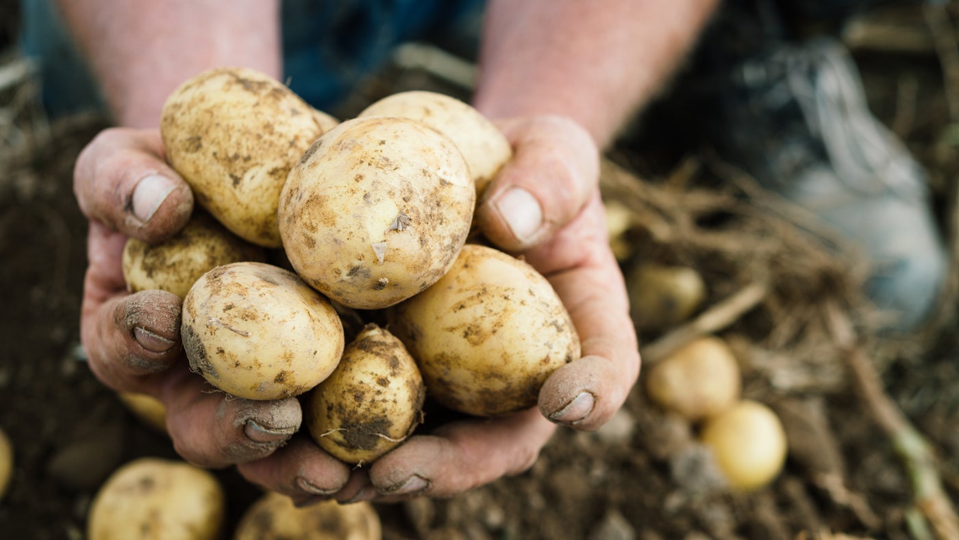 Potatoes grown by Peter and Gina Smithies in Pembrokeshire