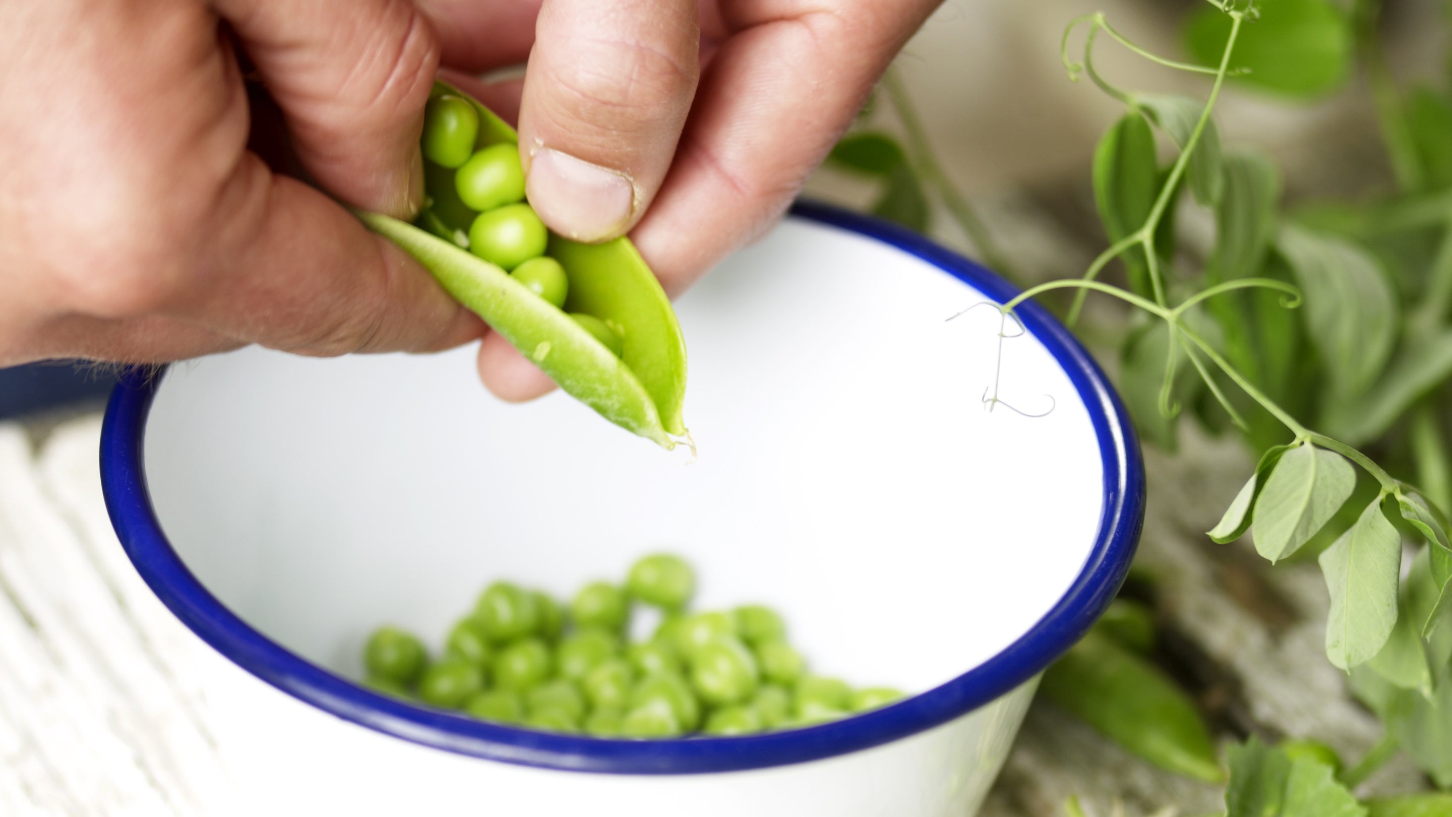 A pair of hands pushes peas from a pea pod into a white bowl with a blue rim, which has some peas inside. Pea shoots surround the bowl