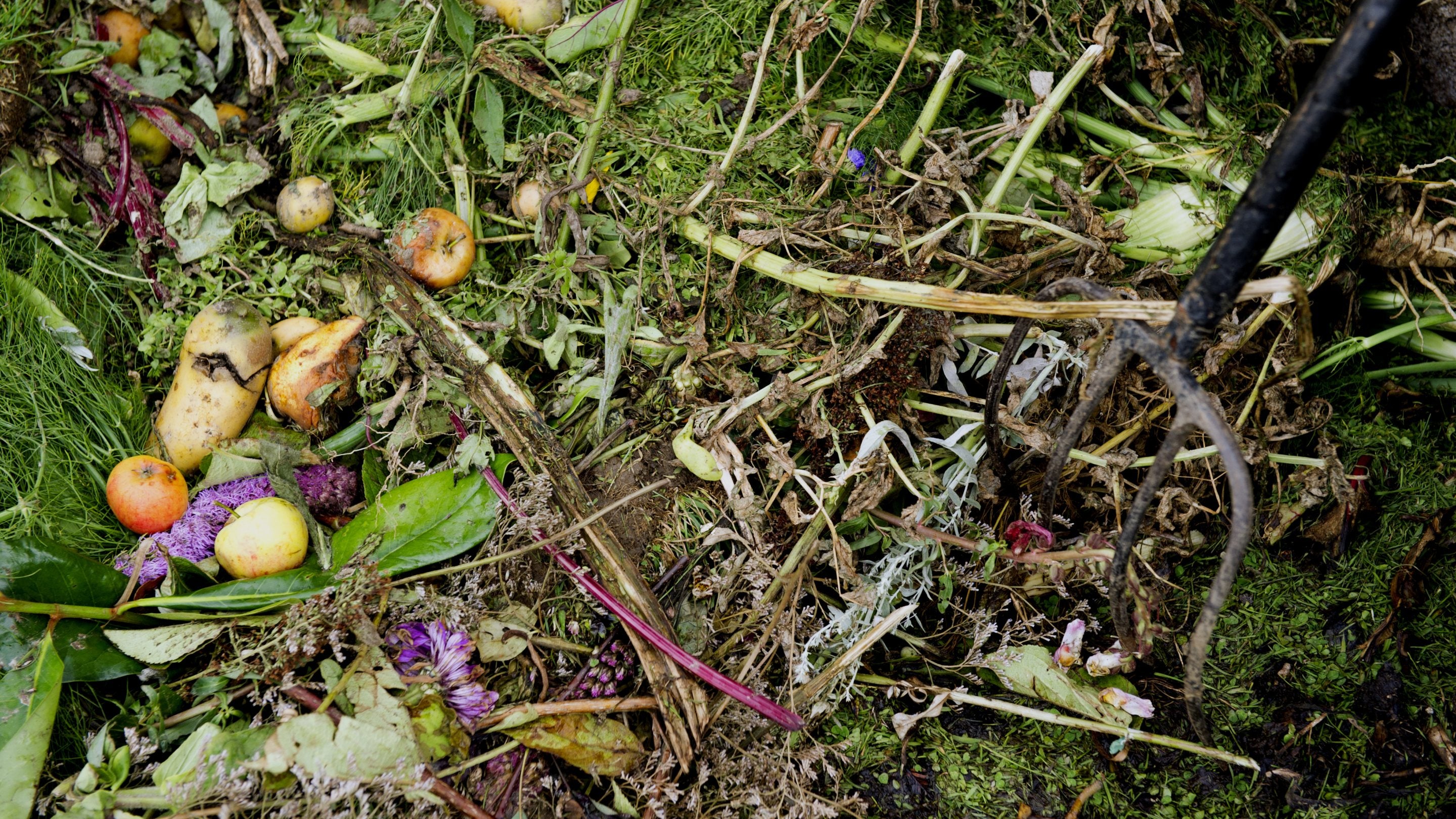 Close-up of garden fork in the compost heap full of garden and food waste in the garden at Barrington Court, Somerset.