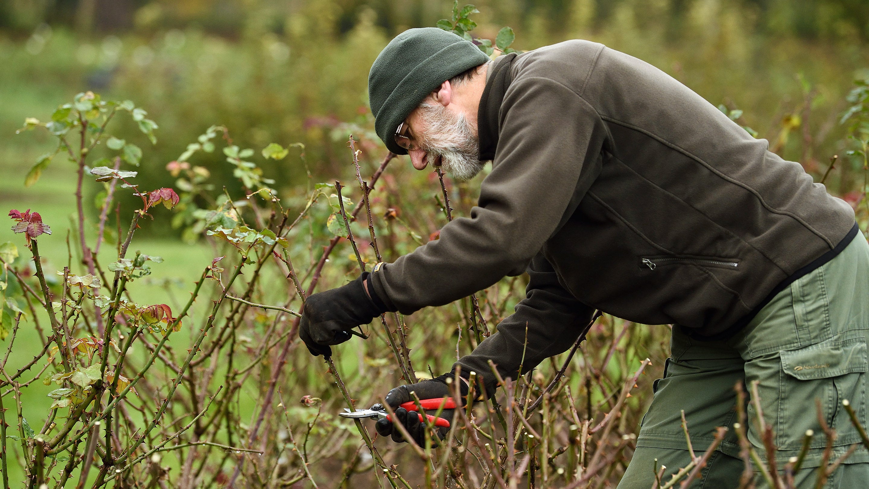 Garden volunteer pruning roses at Morden Hall Park, London