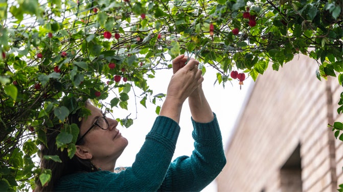 Sky Gardening Challenge 2026 winner: Emily