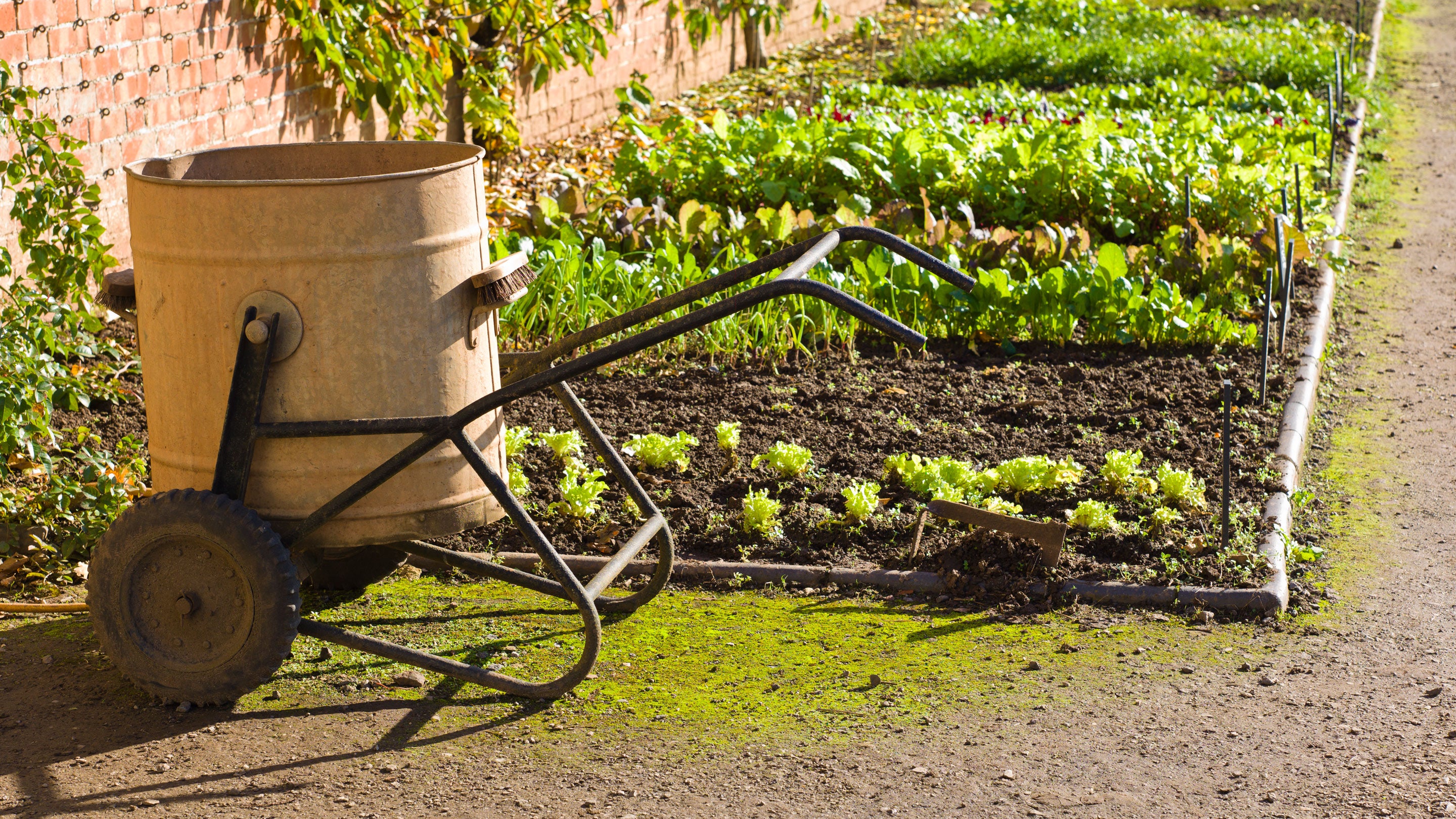 A steel water butt, set onto wheels, sits at the end of a bed of vegetables
