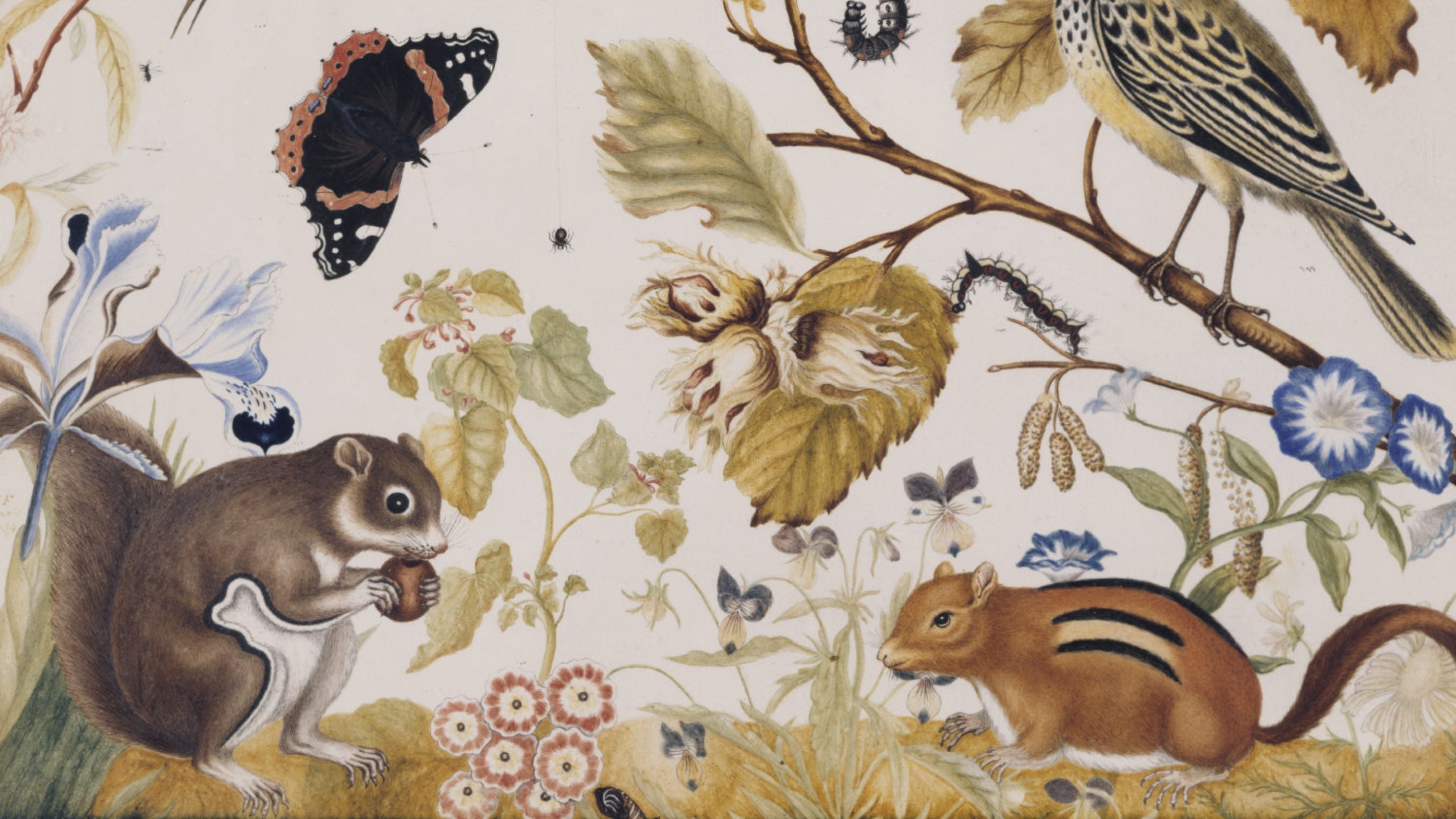 A `CAROLINA BROWN SQUIRREL' WITH BIRDS, BUTTERFLIES AND FLOWERS by Sarah Lethieullier, Lady Fetherstonhaugh (1725-88) in the Red Drawing Room at Uppark. Watercolour, signed and dated 1754.