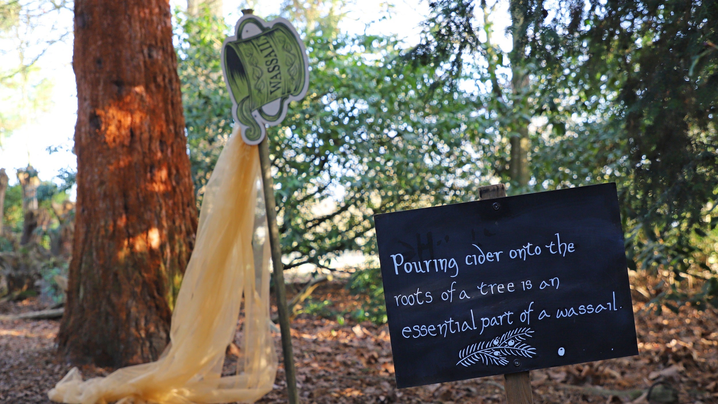 A chalk board describing how a wassail involves pouring cider on the root of apple trees