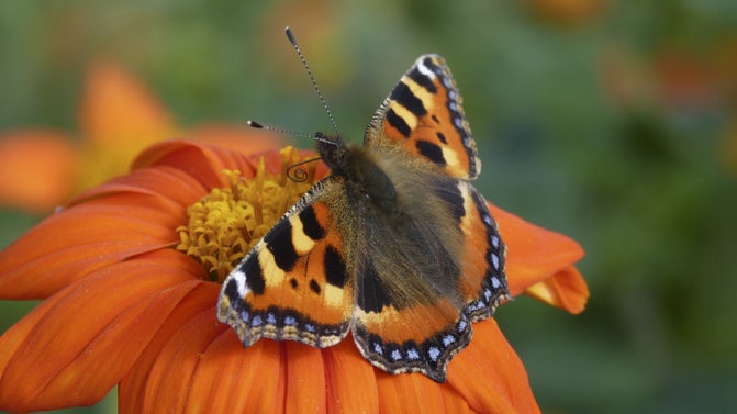 Small Tortoiseshell Butterfly on a flower at Attingham Park, Shropshire