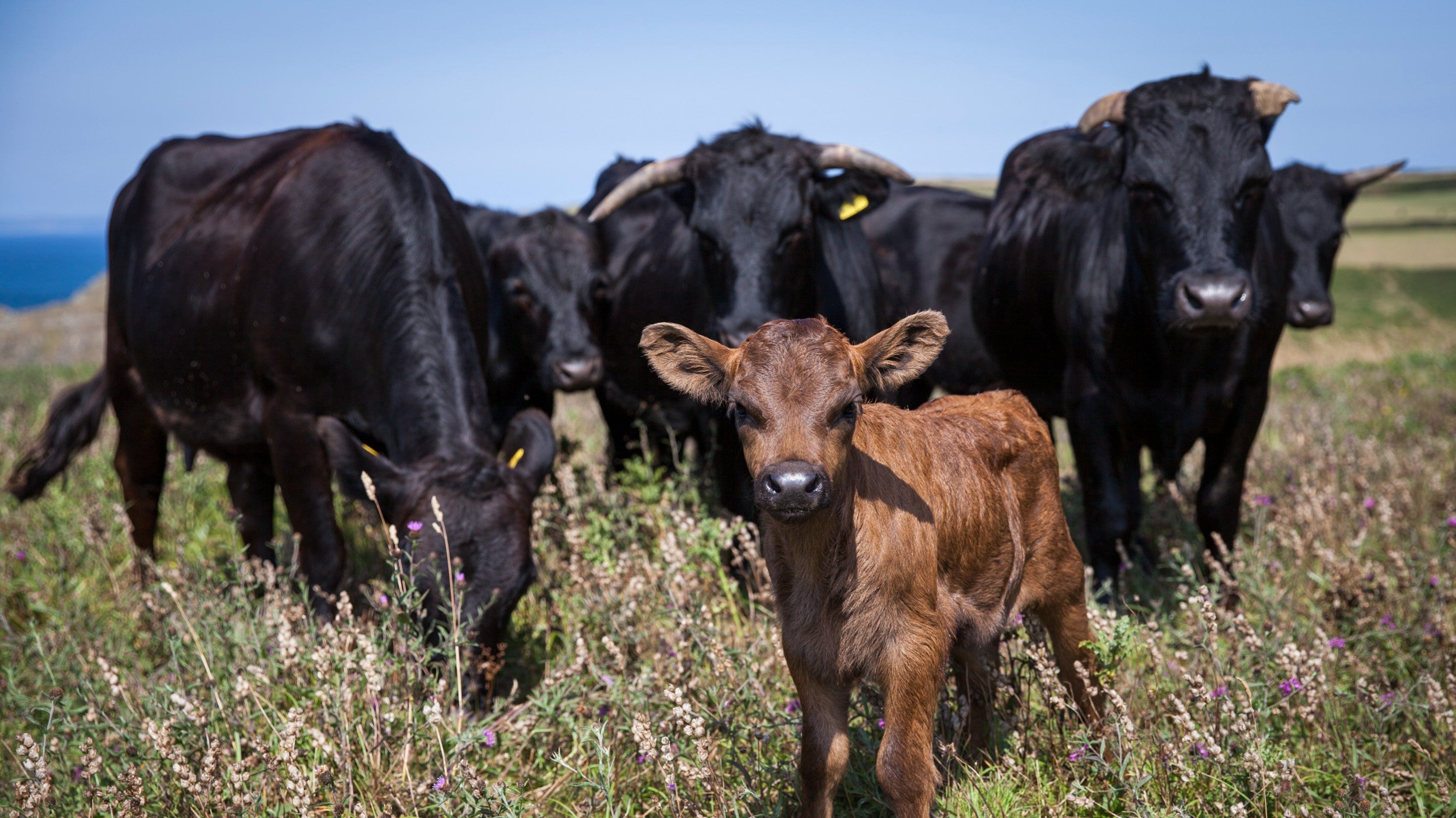 Conservation grazing on the Lizard, Cornwall