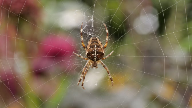 Garden Spider (Araneus diadematus) on a web at Parke, Devon