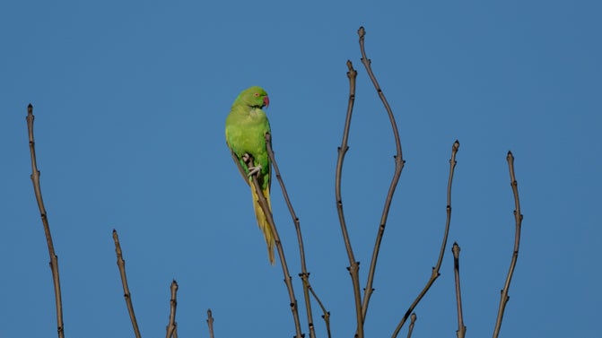Ring-necked parakeet resting on the top of a tree at Cliveden, Buckinghamshire