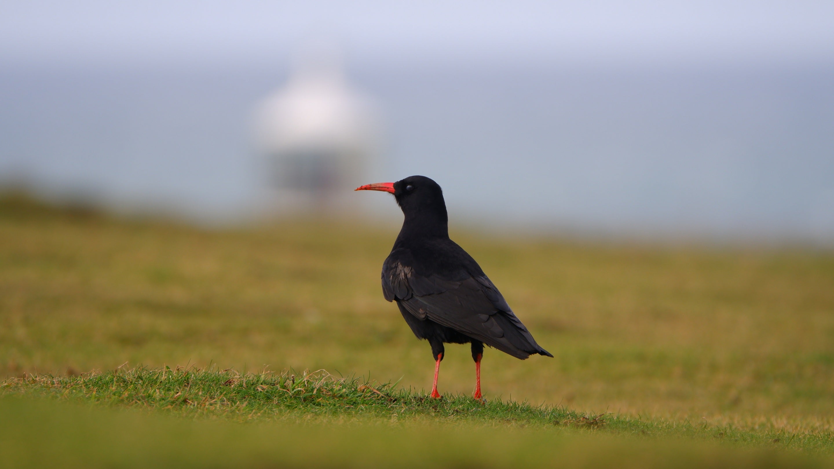Chough at Godrevy, Cornwall