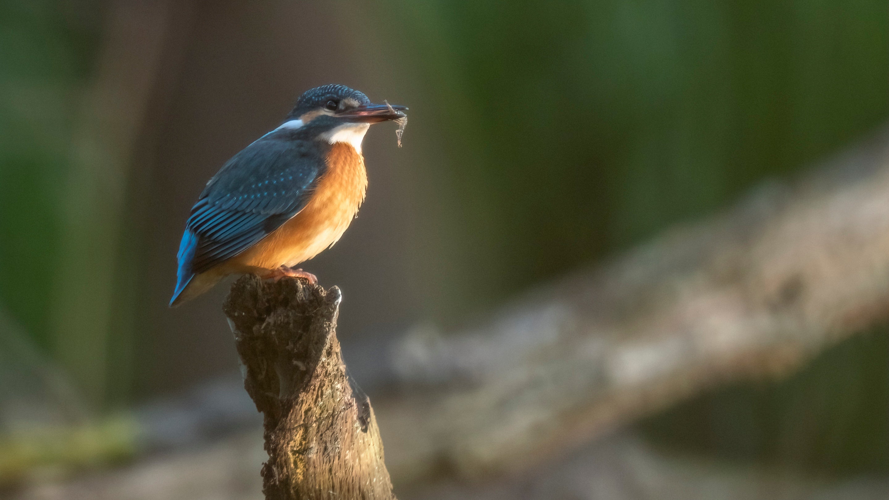 A kingfisher at Holincote, Somerset