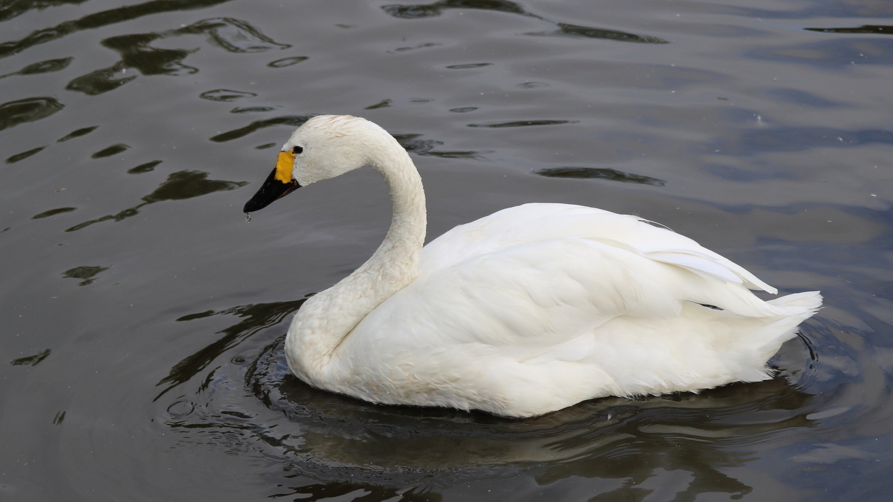 A Bewick swan floats on a river