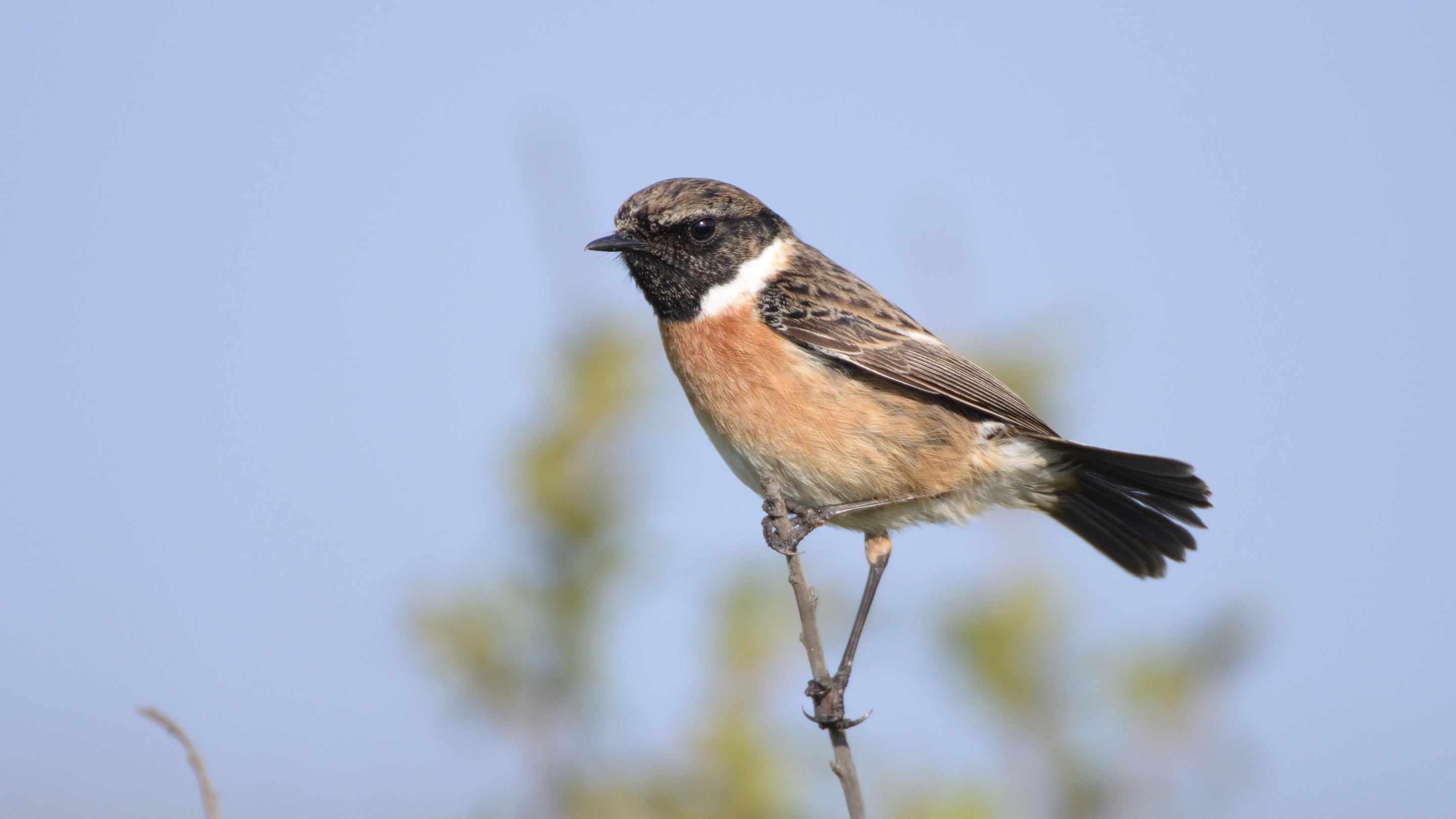 Small alert stonechat bird perched on a bush at Pentire, Cornwall