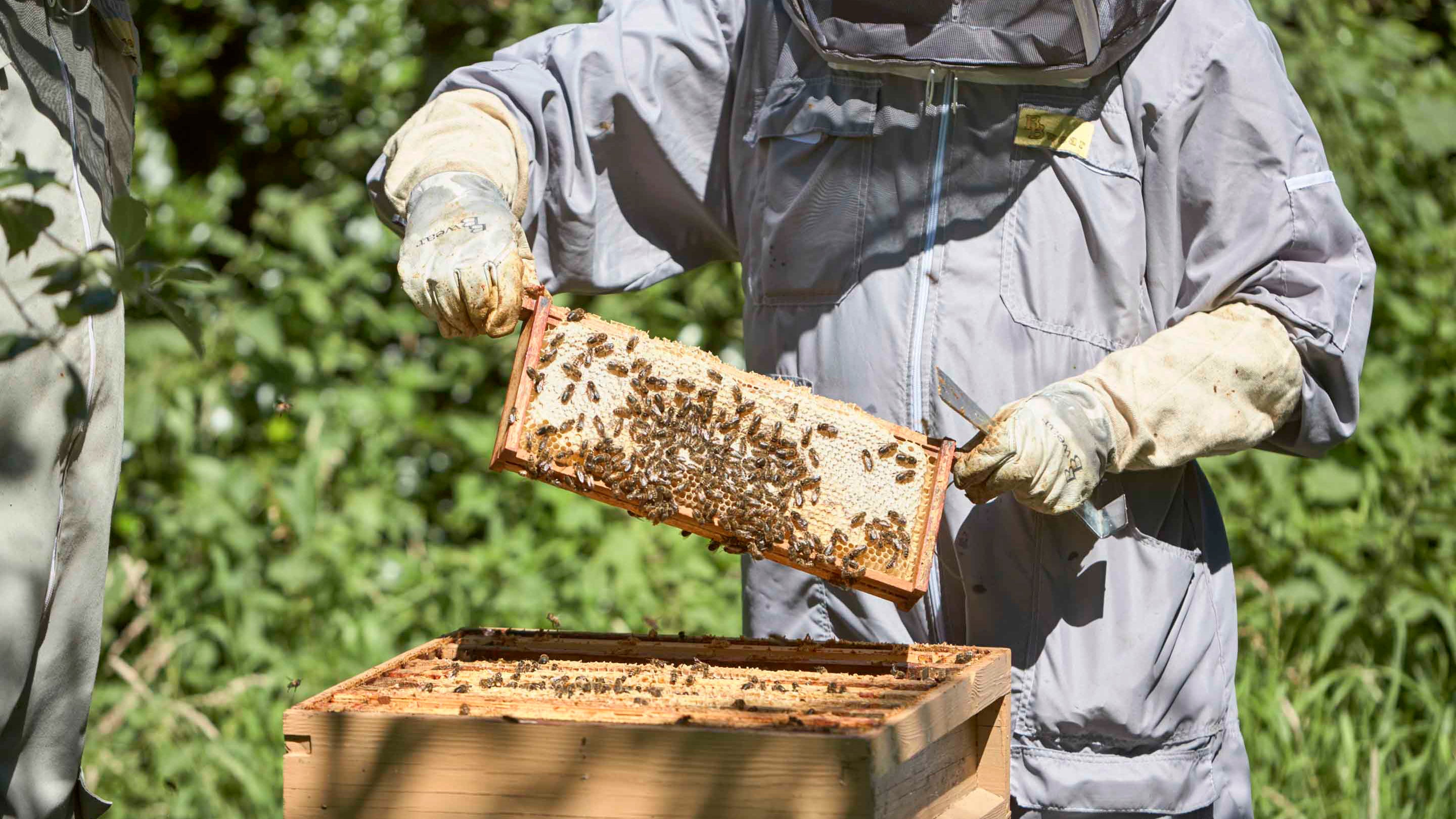 Checking the beehives at Attingham Park, Shropshire