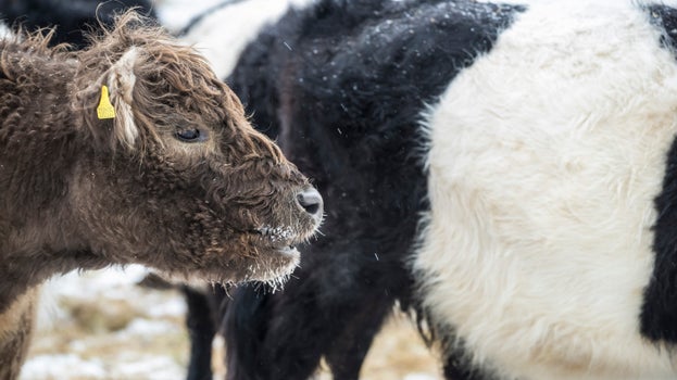 Belted Galloway cattle at Crickley Hill, Gloucestershire