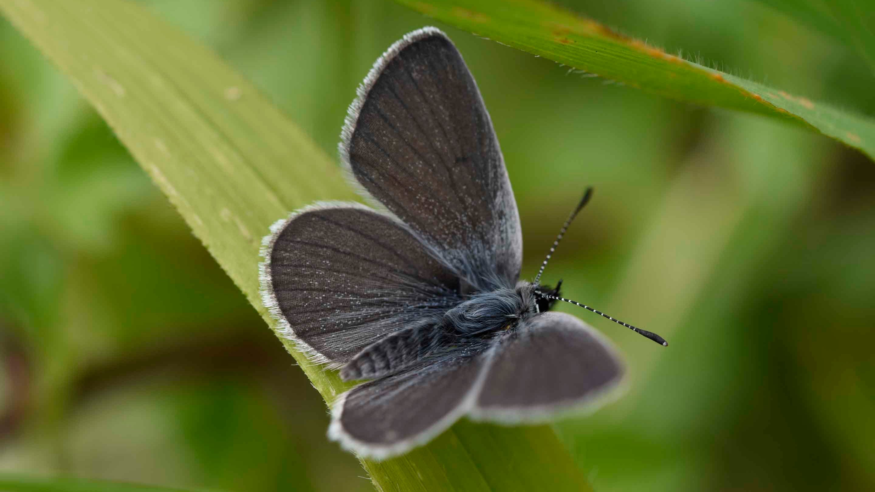Close up of a small blue butterfly (Cupido minimus) sat on a leaf