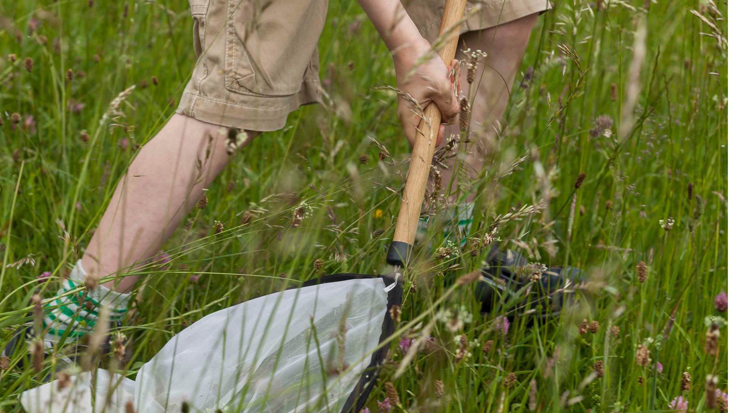 Young boy with a butterfly net sweeping the meadow for insects, at Morden Hall Park, London.