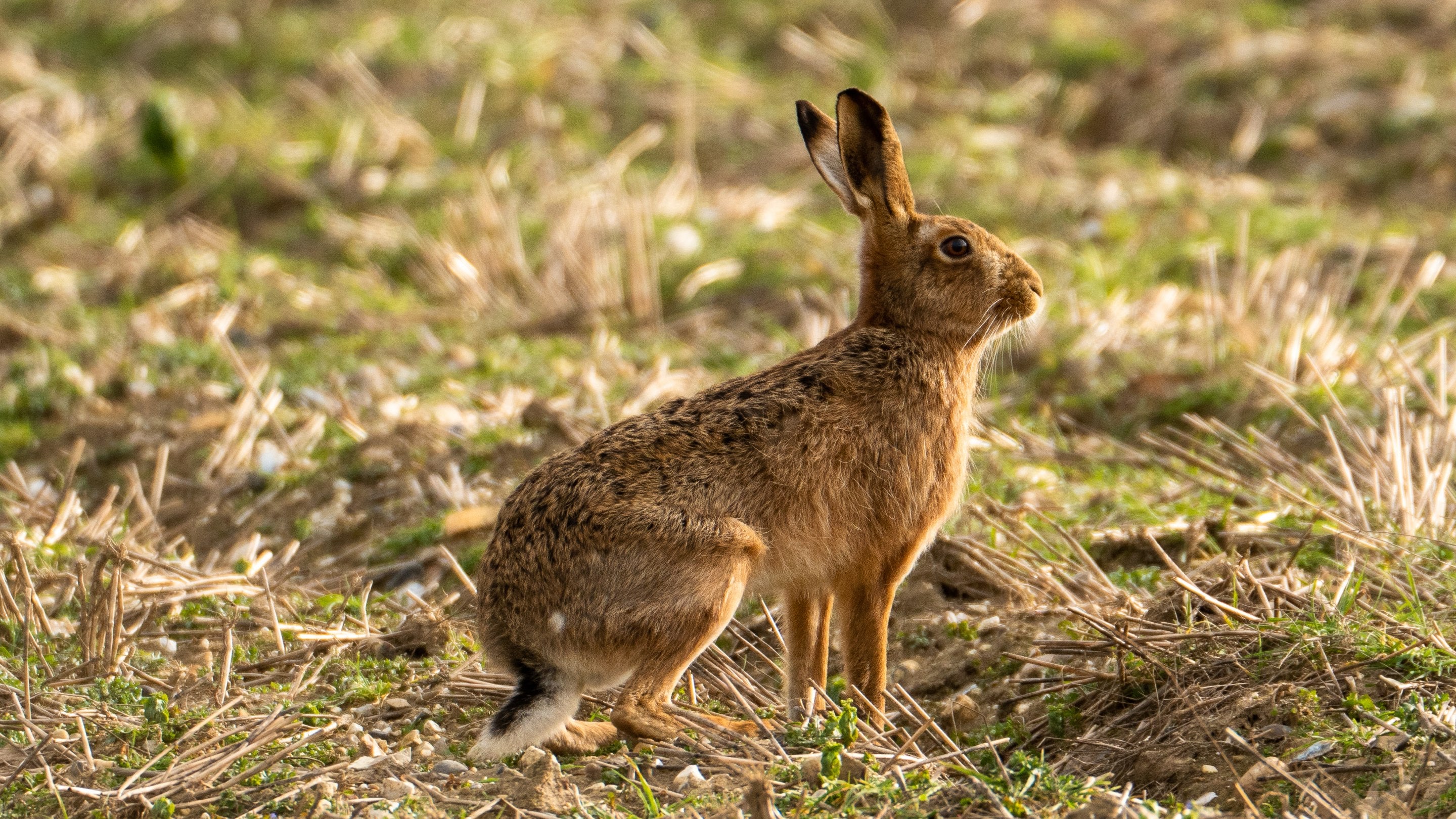 A brown hare on alert in a field at Gramborough Hill, Norfolk