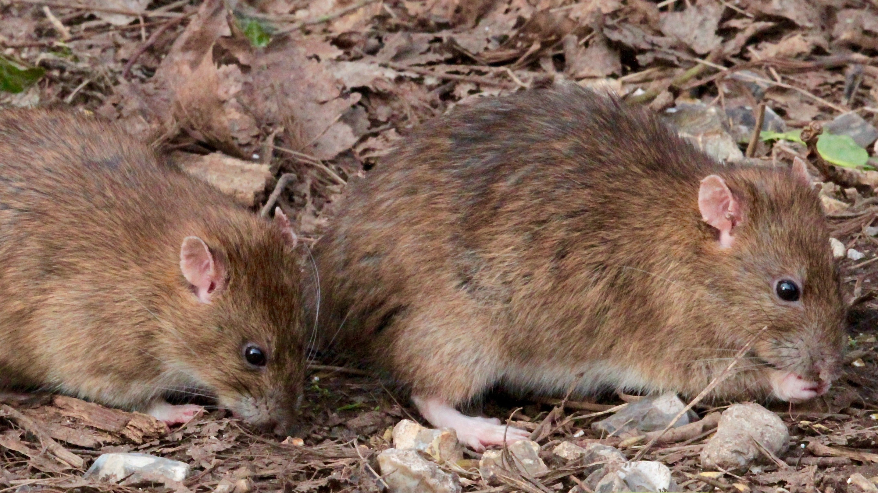 A pair of brown rats