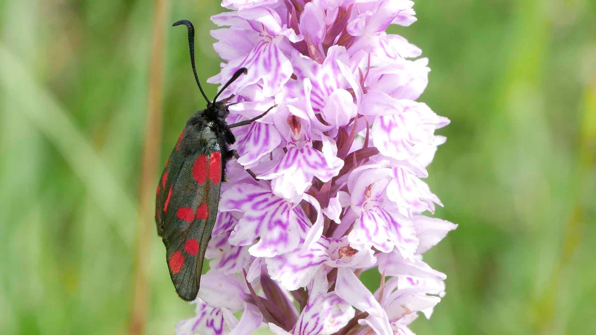 Grey and red burnet moth at Castone and Cherhill