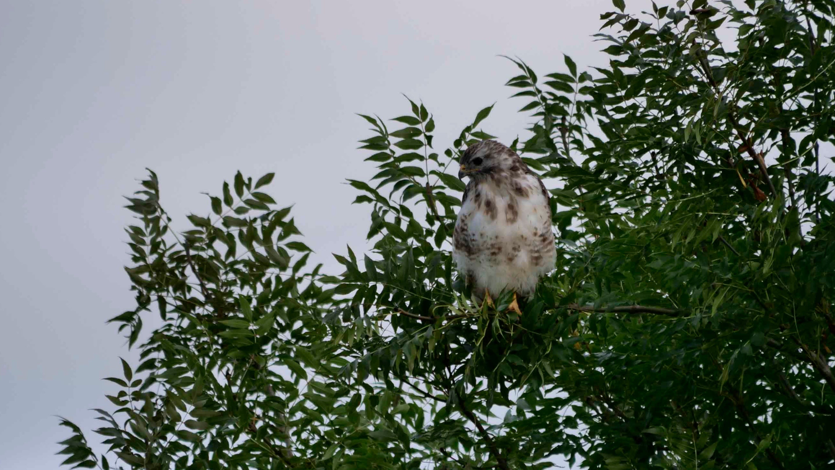 Young buzzard perched in an ash tree in Markstone Field near Hambledon Hill, North Dorset