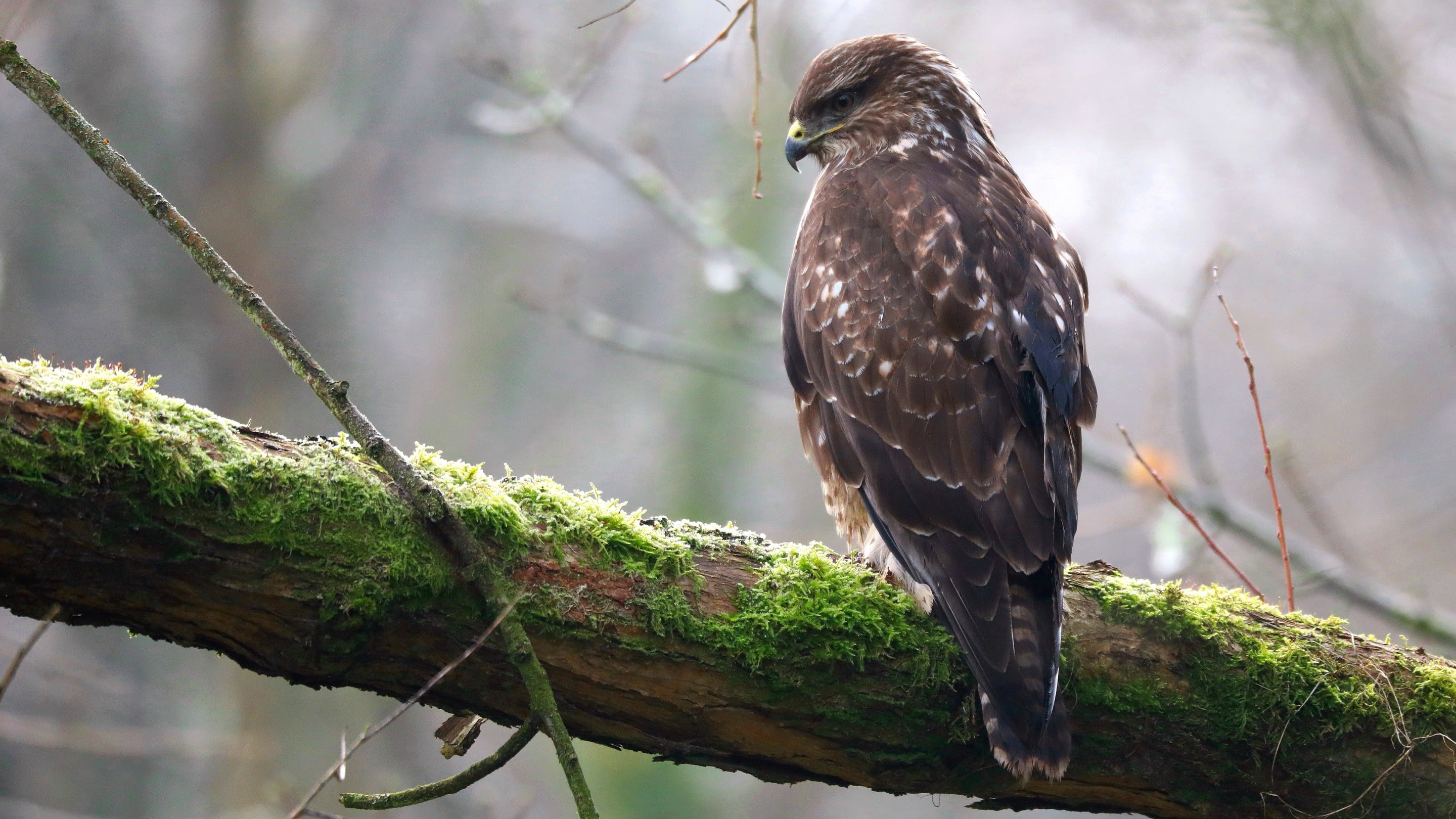 Buzzard in southern woods at Quarry Bank Mill, Cheshire