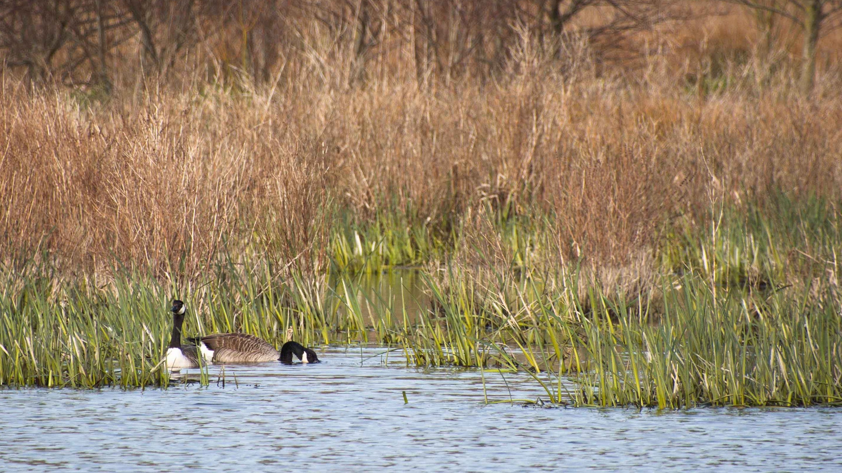 Canada Geese at Man Sands wetland in Devon
