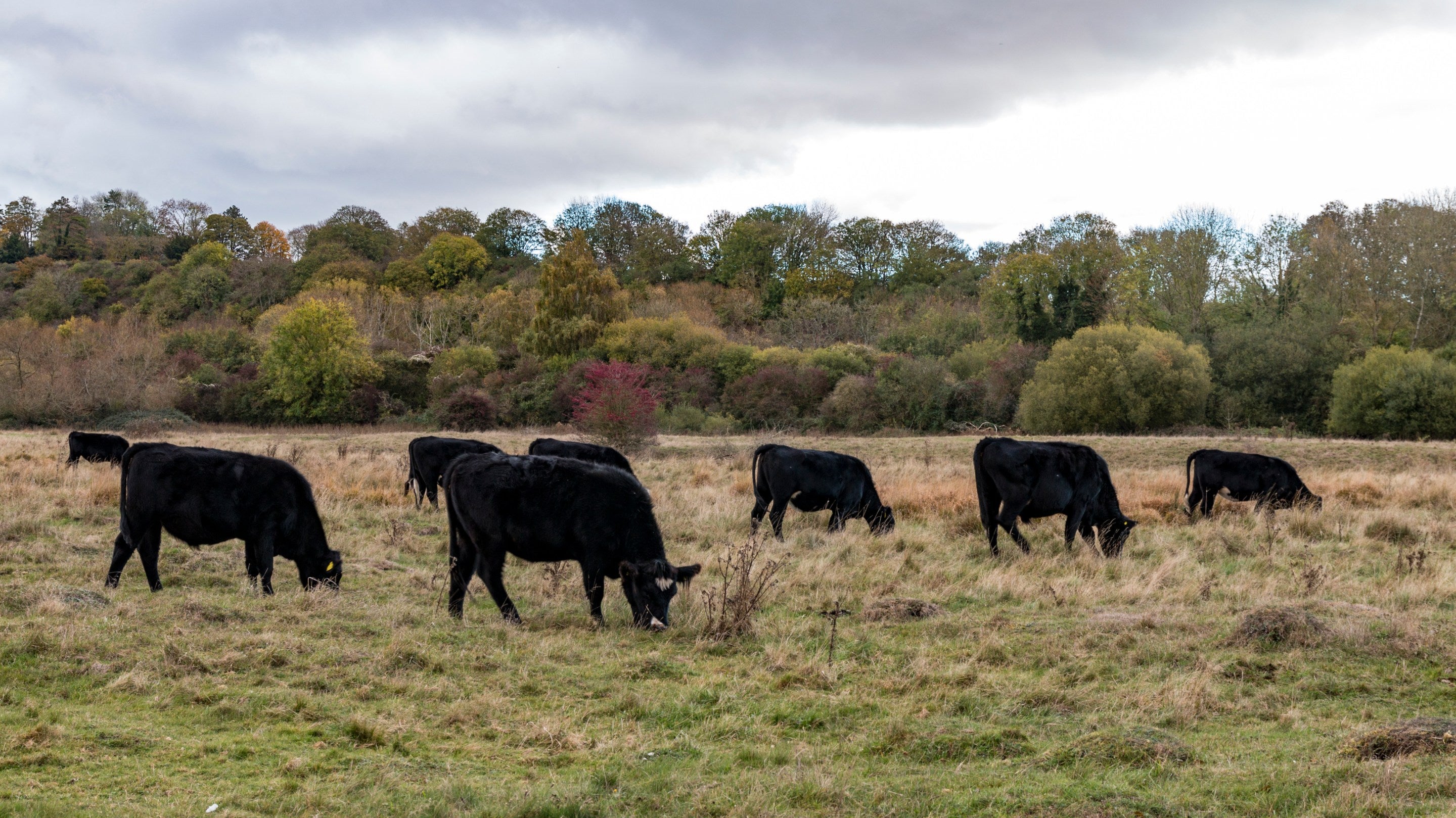 Cattle grazing on Stockbridge Marsh at Mottisfont, Hampshire