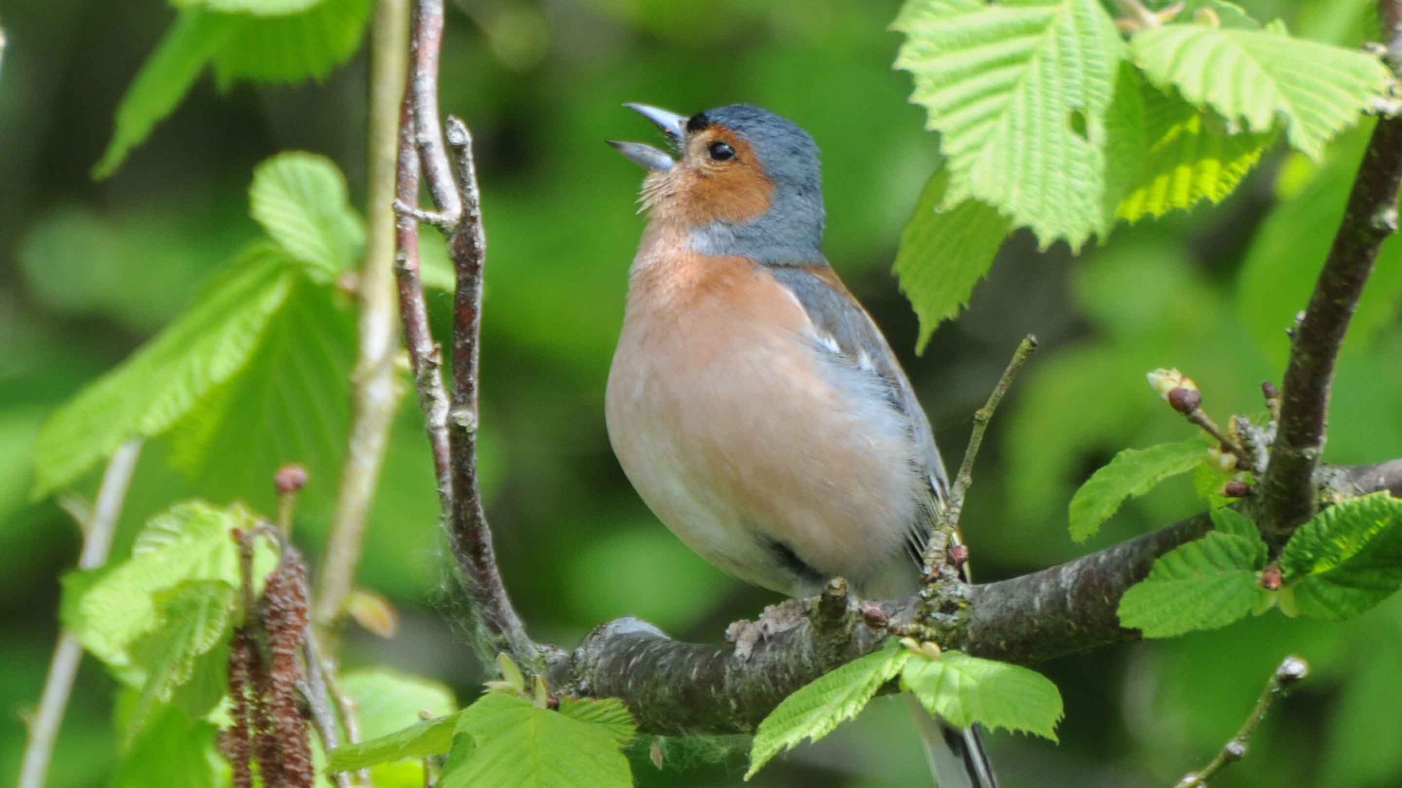 A male chaffinch singing in a tree at Leith Hill, Surrey
