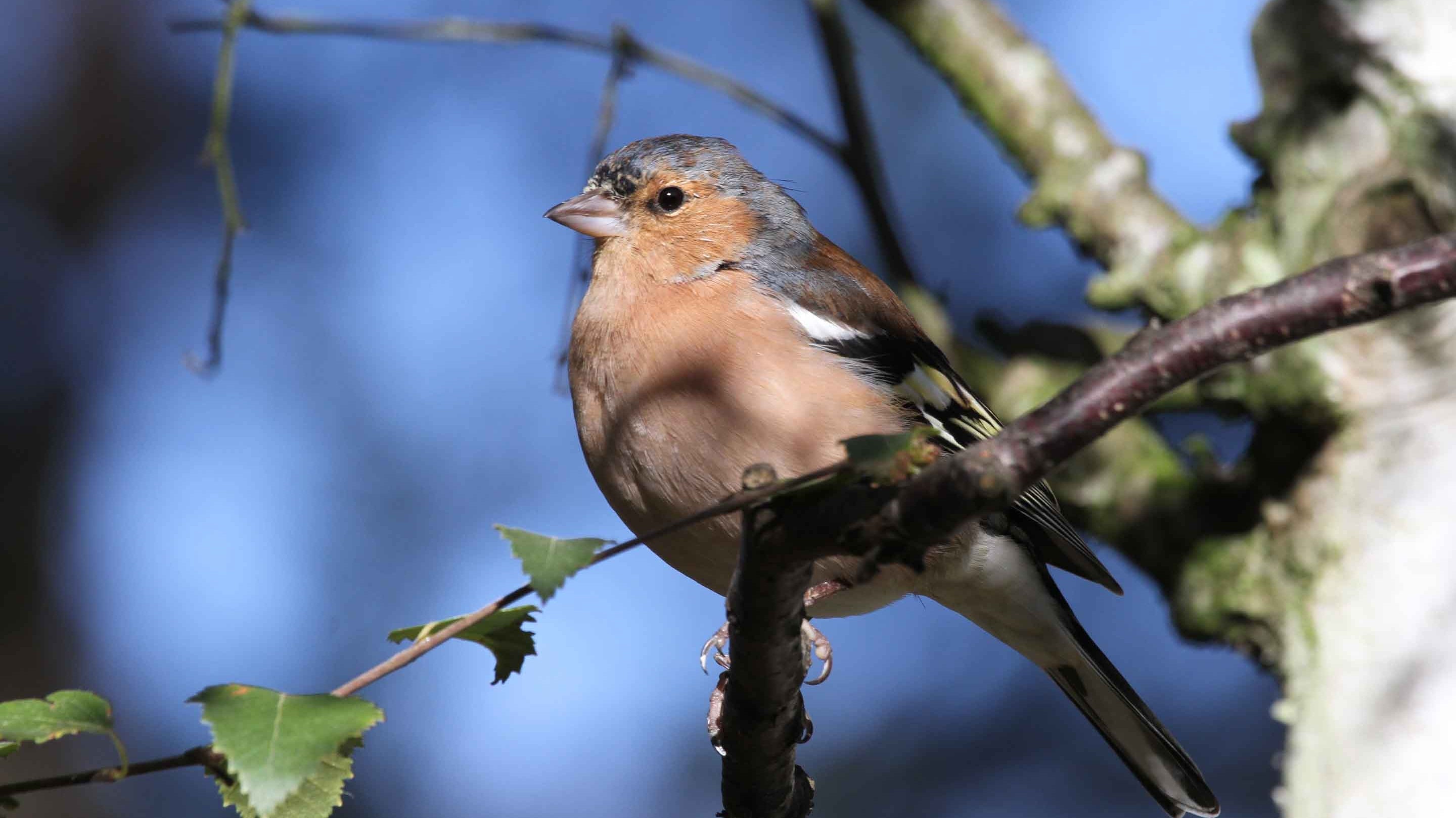 A chaffinch at Souter Lighthouse and The Leas, Tyne & Wear