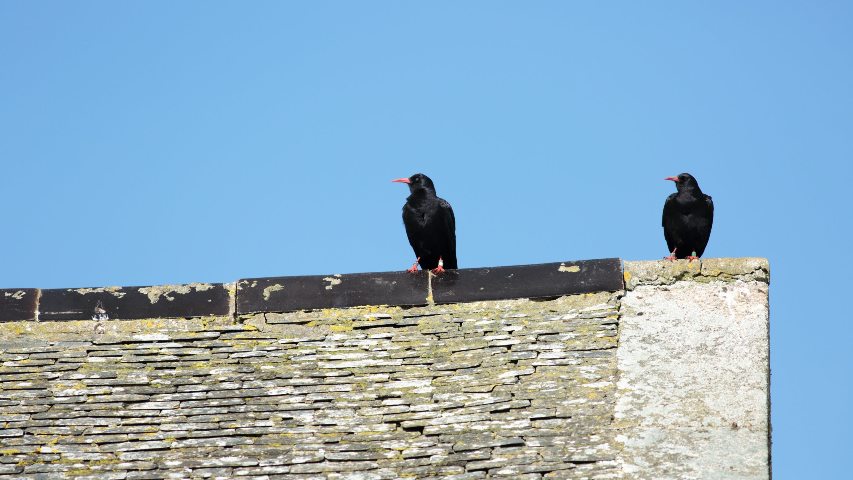 Two choughs perched on a rooftop