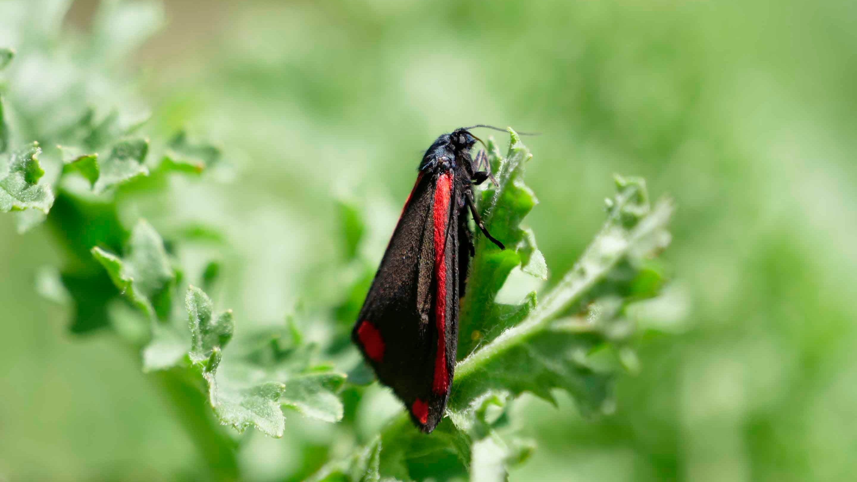 Cinnabar moth at Bickerton Hill, Cheshire