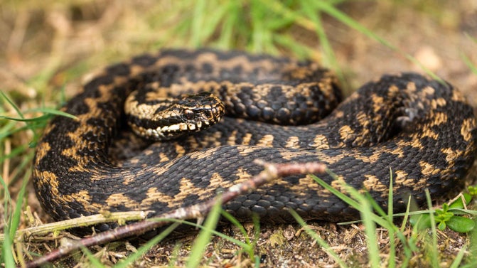 Coiled up Adder at Sheringham Park, Norfolk