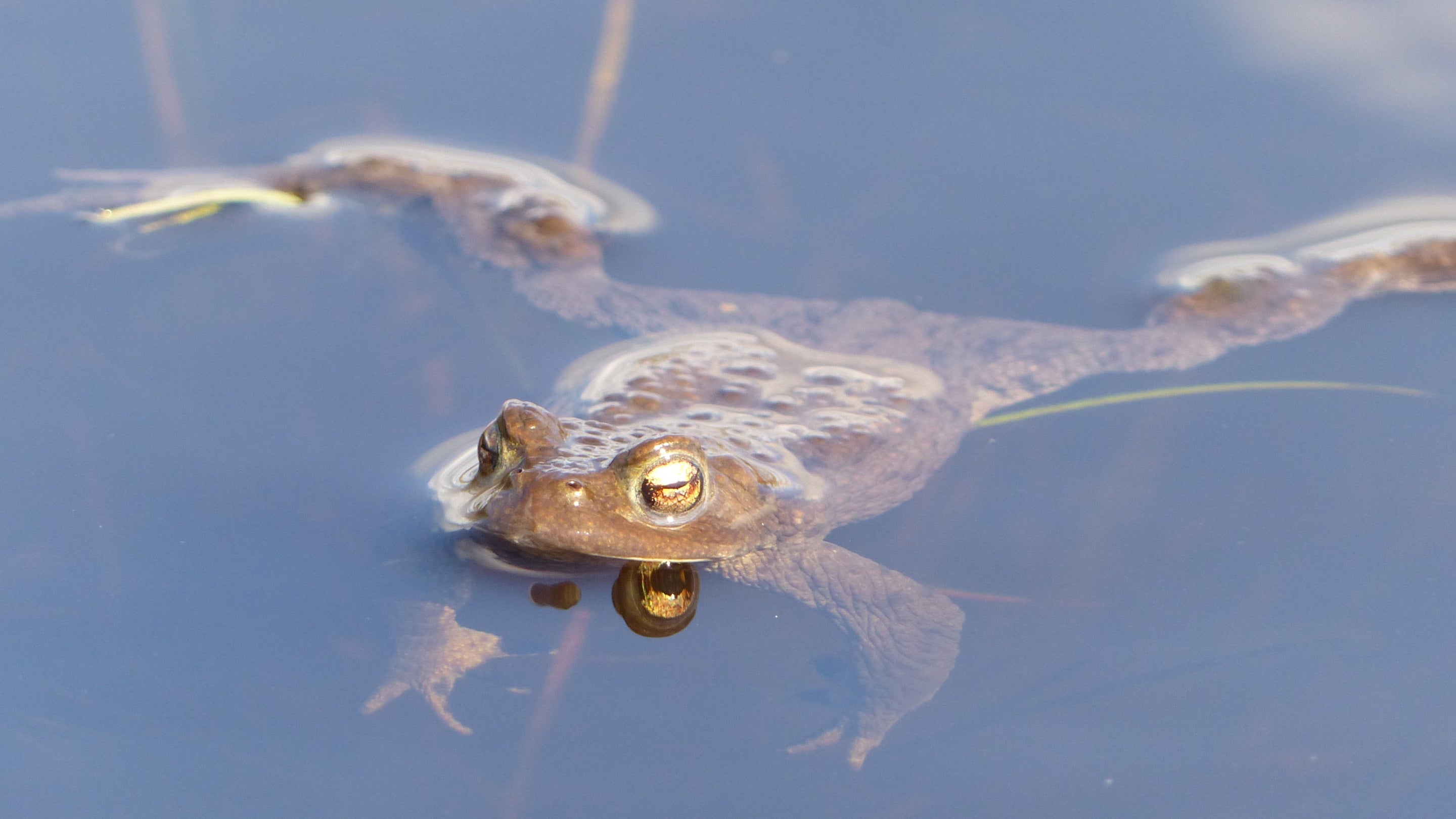 A common toad with its heading above water, at Sandscale Haws in Cumbria