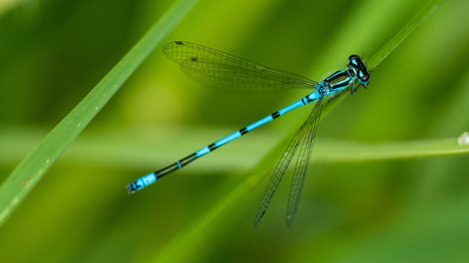 An azure damselfly at Wicken Fen National Nature Reserve, Cambridgeshire.