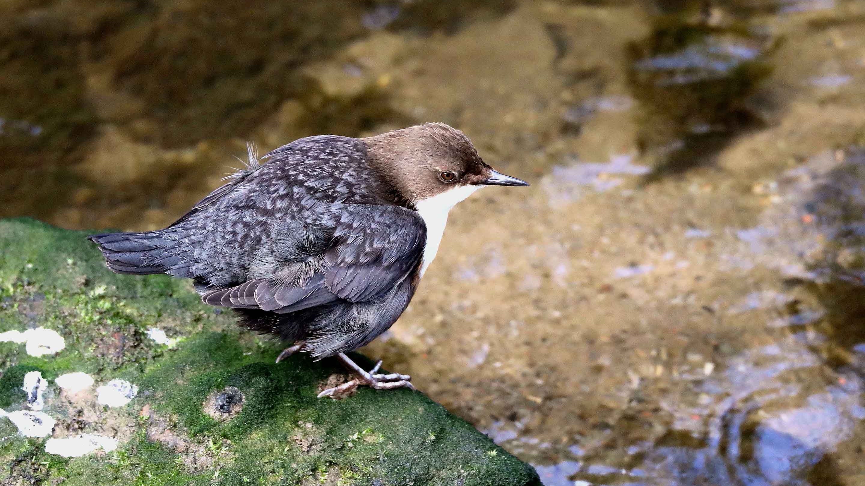 A brown and white dipper bird above water at Quarry Bank Mill