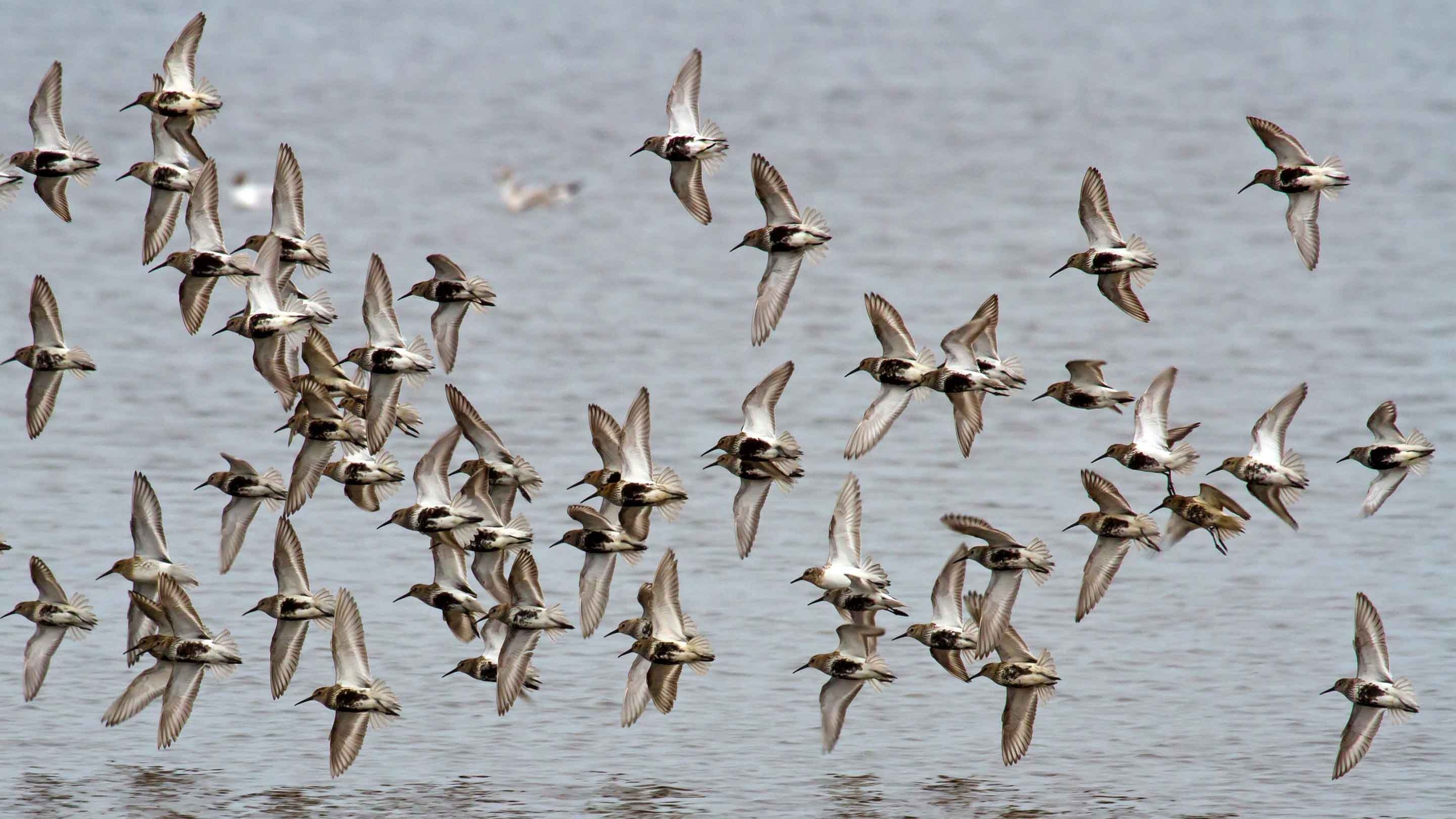 Dunlin flying in formation over water at Portstewart Strand, County Londonderry