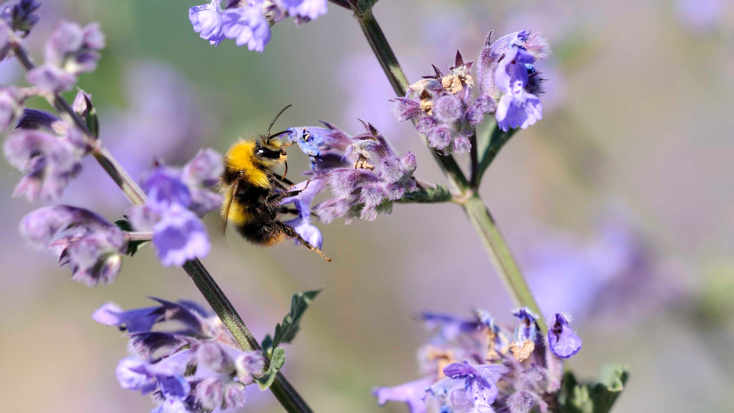 An early bumblebee feeding on a purple plant