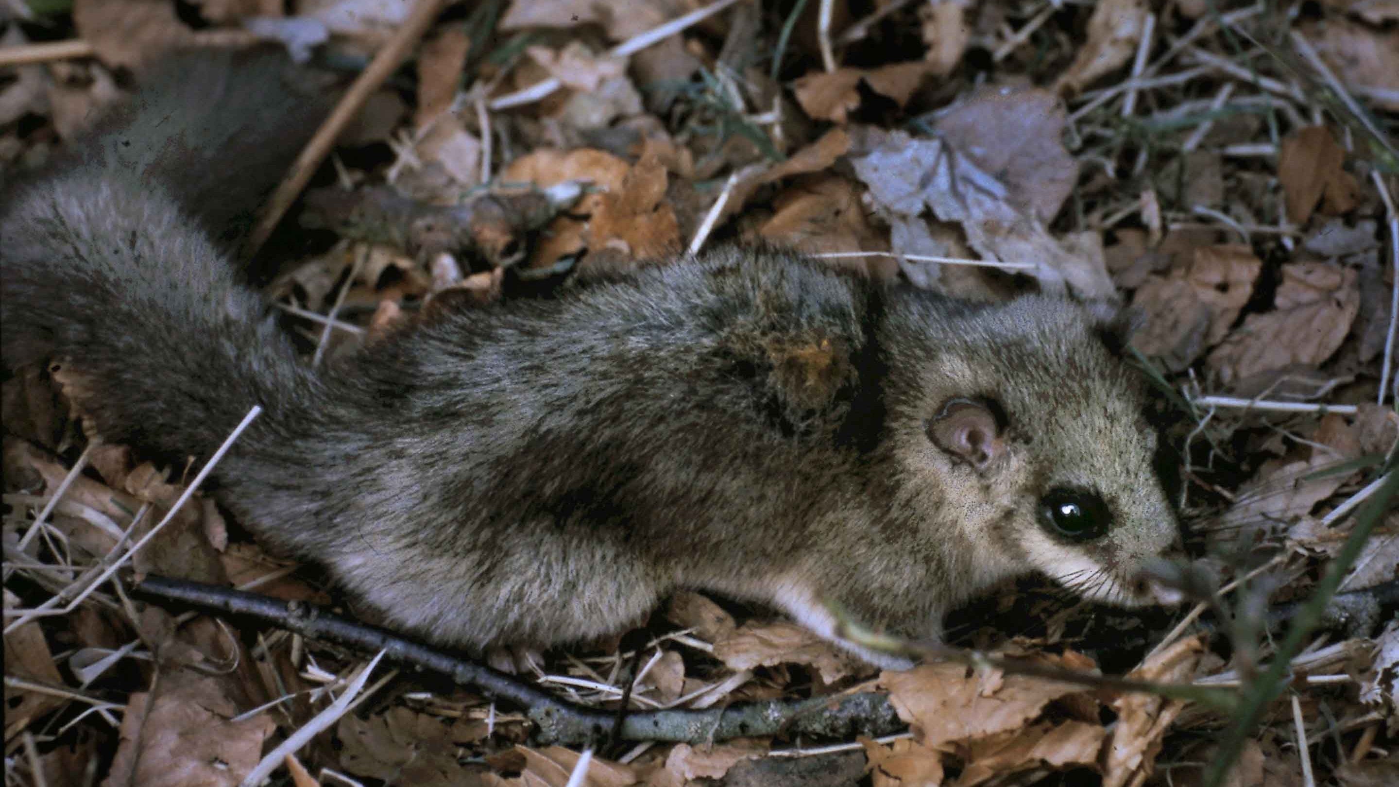 Edible Dormouse in leaf litter on woodland floor, Ashridge Estate