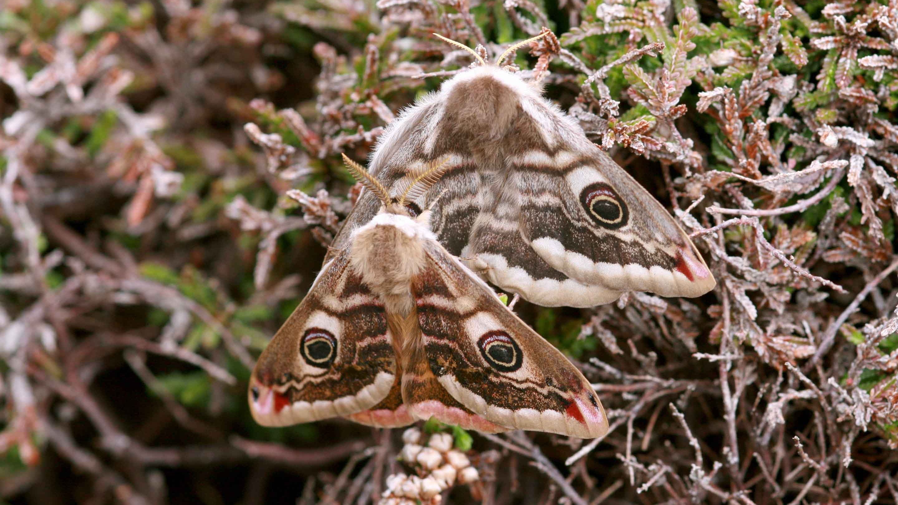 Emperor moths in Nanquidno Valley, West Cornwall