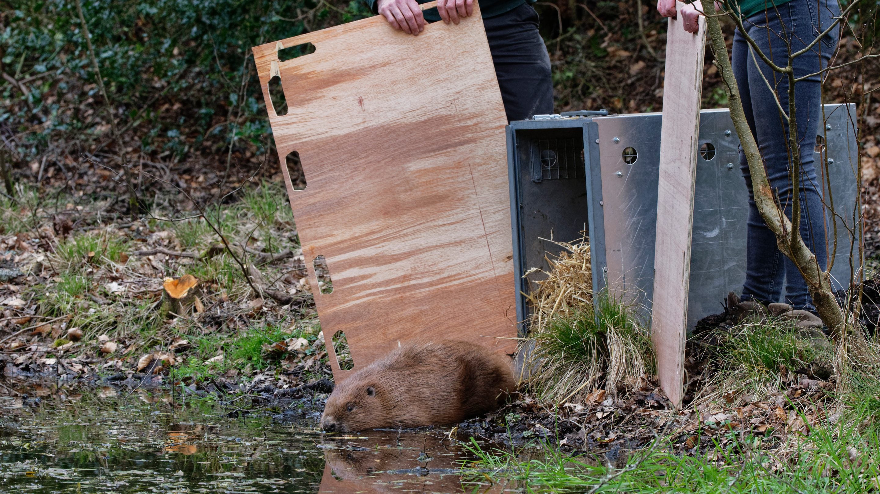 National Trust rangers releasing a male Eurasian beaver into a pond, South Downs