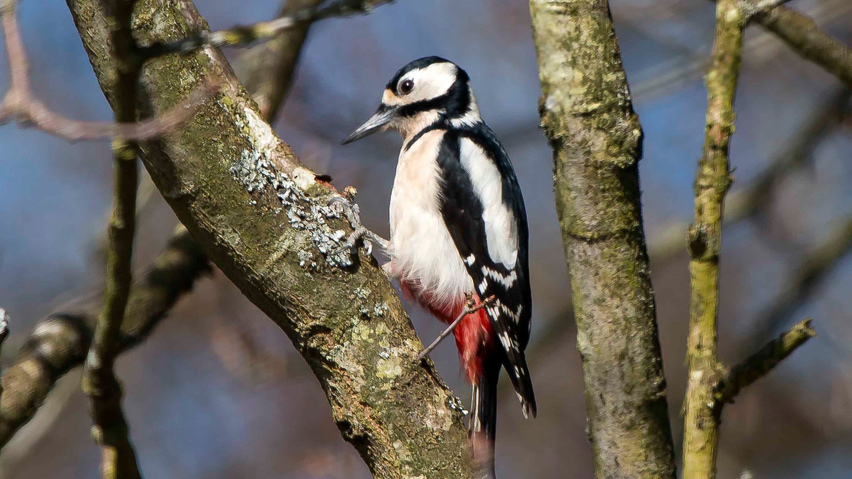 A black and white female great spotted woodpecker sitting on a branch