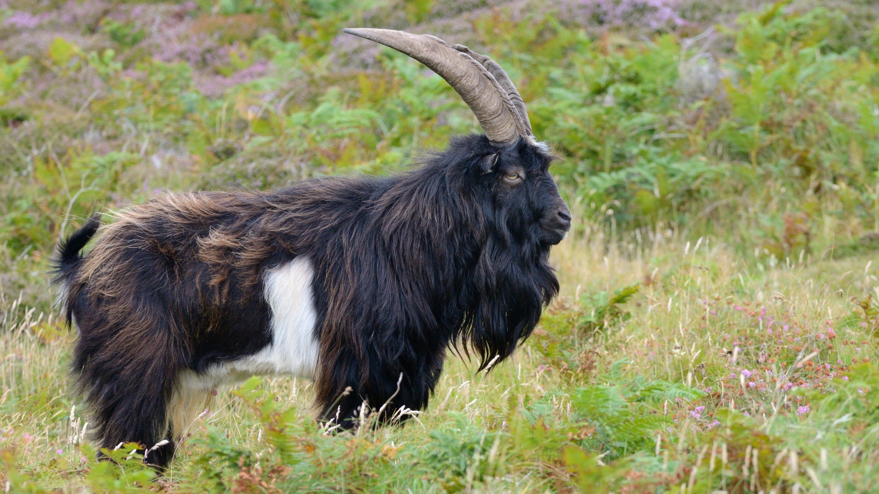 A large feral Billy goat standing on rough grassland among bracken and heather, on Lundy Island.