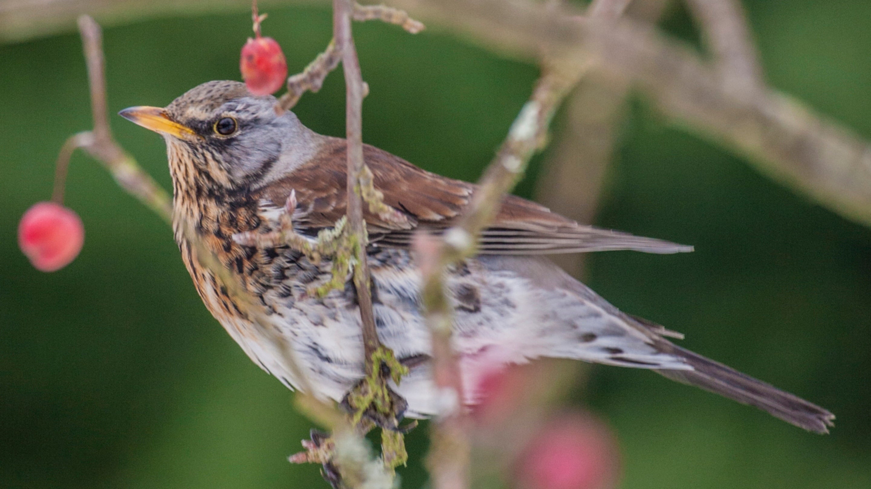 A fieldfare bird perches in branches with red berries
